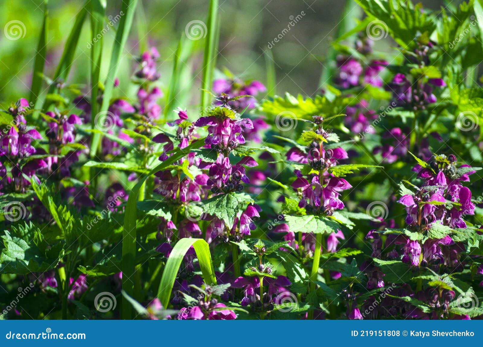 Ortie Sourde Pendant La Période De Floraison. Plante Médicinale à Fleurs  Violettes Photo stock - Image du flore, sourd: 219151808