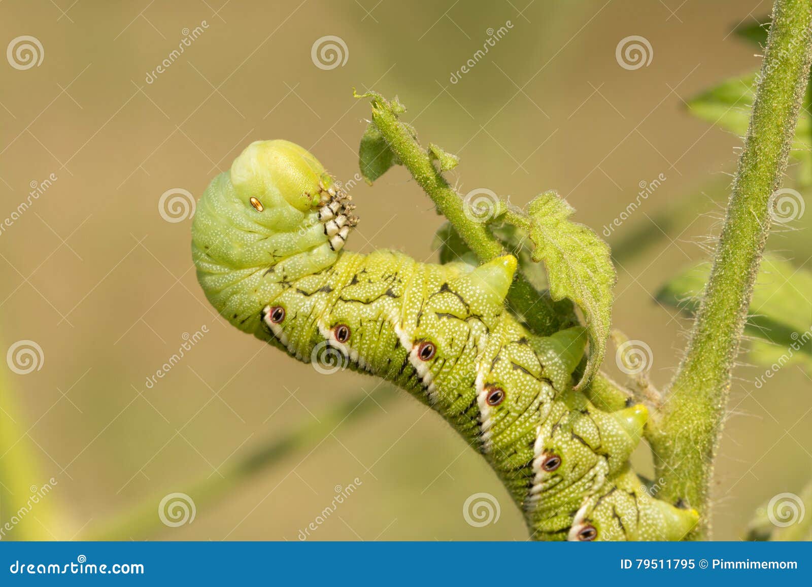 download horn worm download horn worm