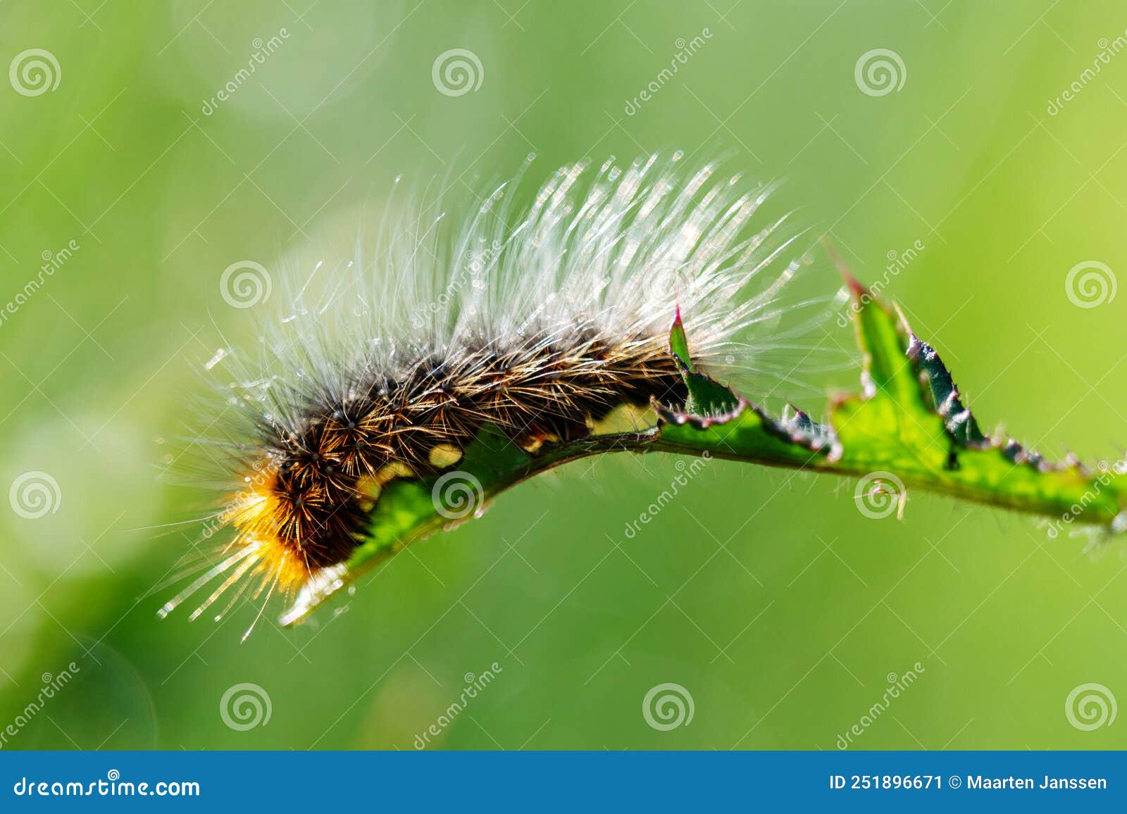 Oruga peluda imagen de archivo. Imagen