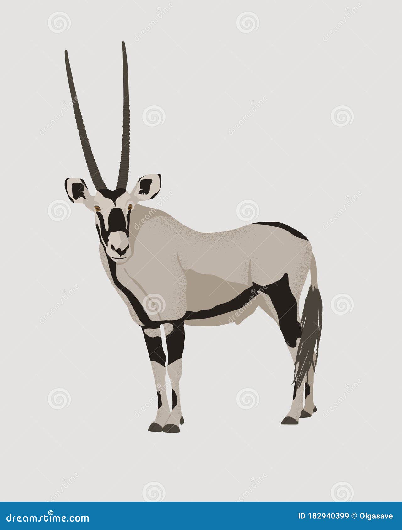 oryx antelope  . gemsbok with long straight horns and dark markings. desert animal  conservation