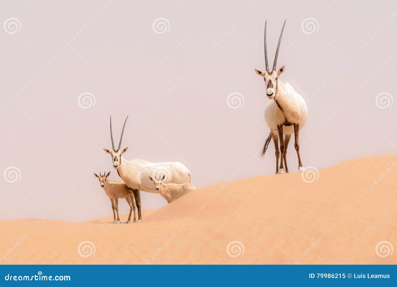oryx family in the dunes of the dubai desert conservation reserve, uae