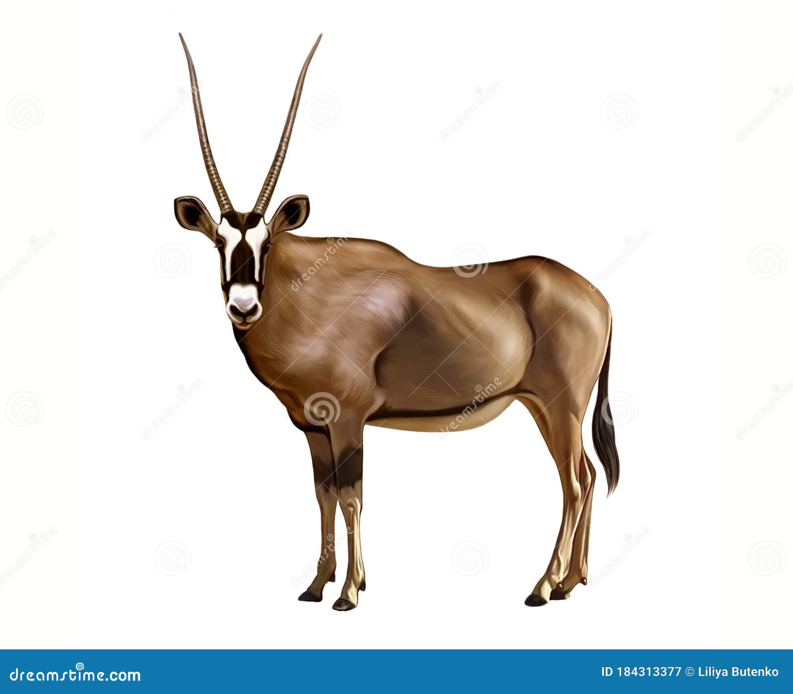 Oryx Gazella, Realistic Drawing Stock Illustration - Illustration of animals,  gazelle: 184313377