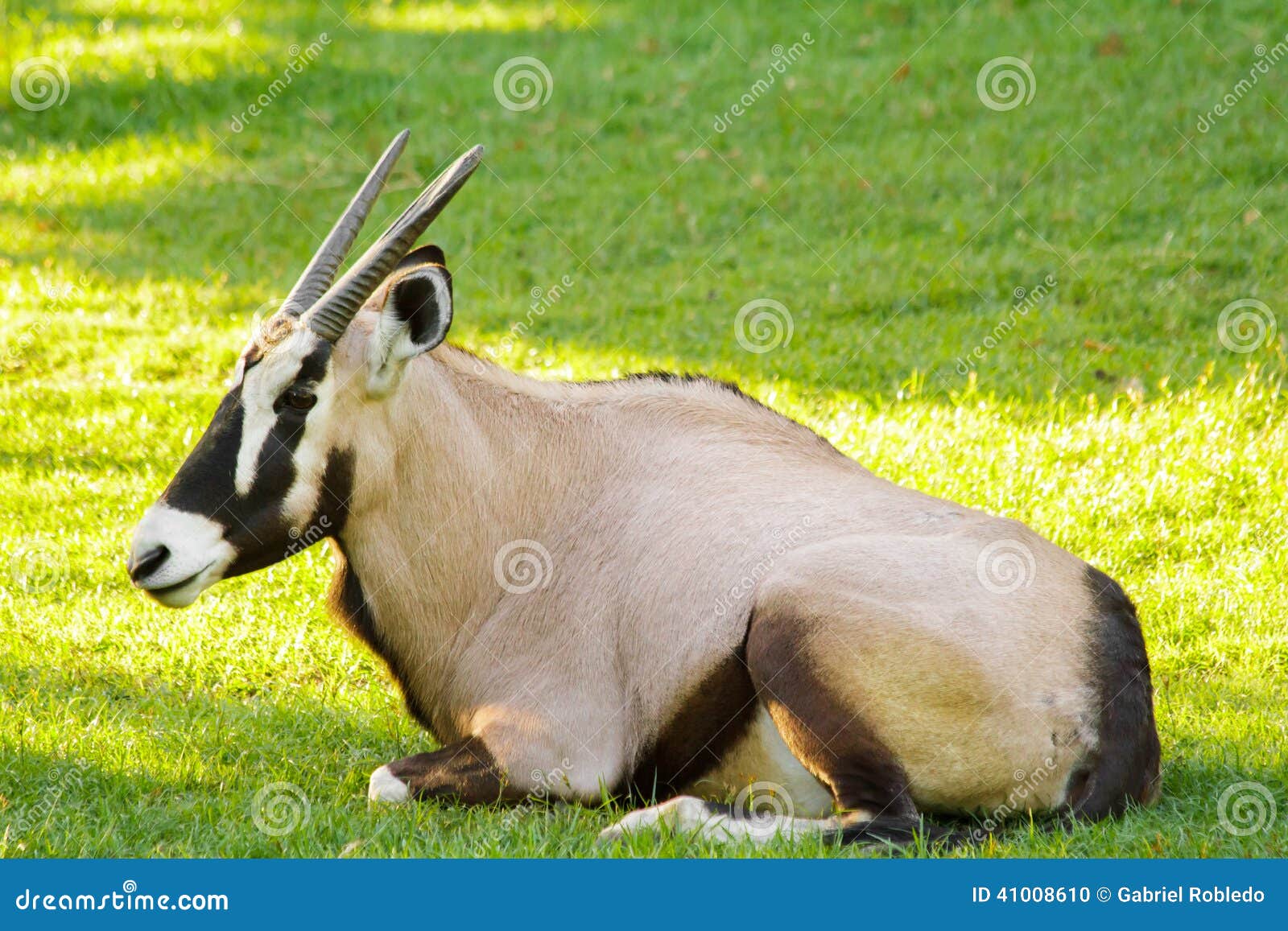 oryx gazelle