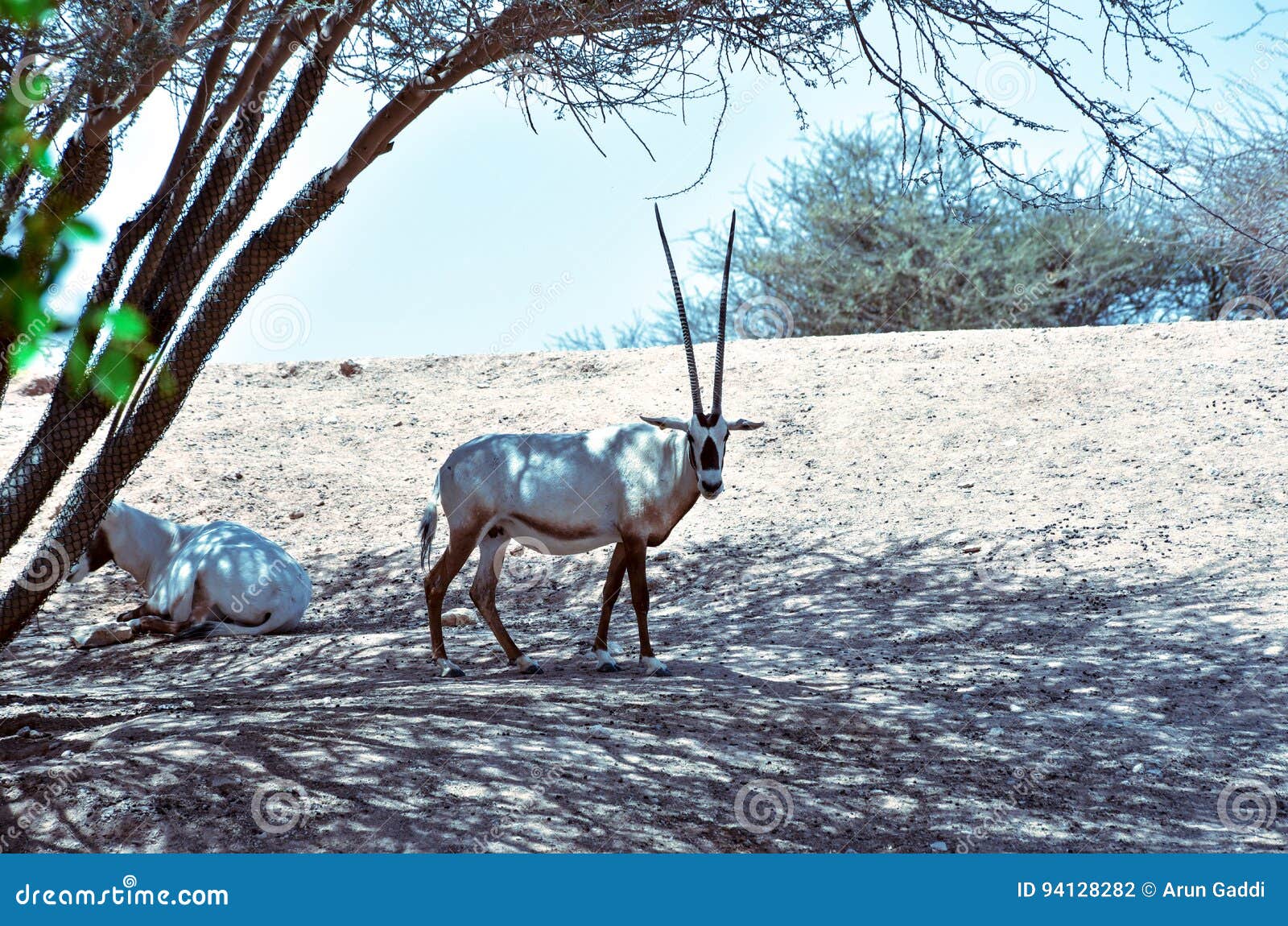 Oryx stock photo. Image of oryx, animal, wildlife, national - 94128282 Oryx stock photo. Image of oryx, animal, wildlife, national - 94128282