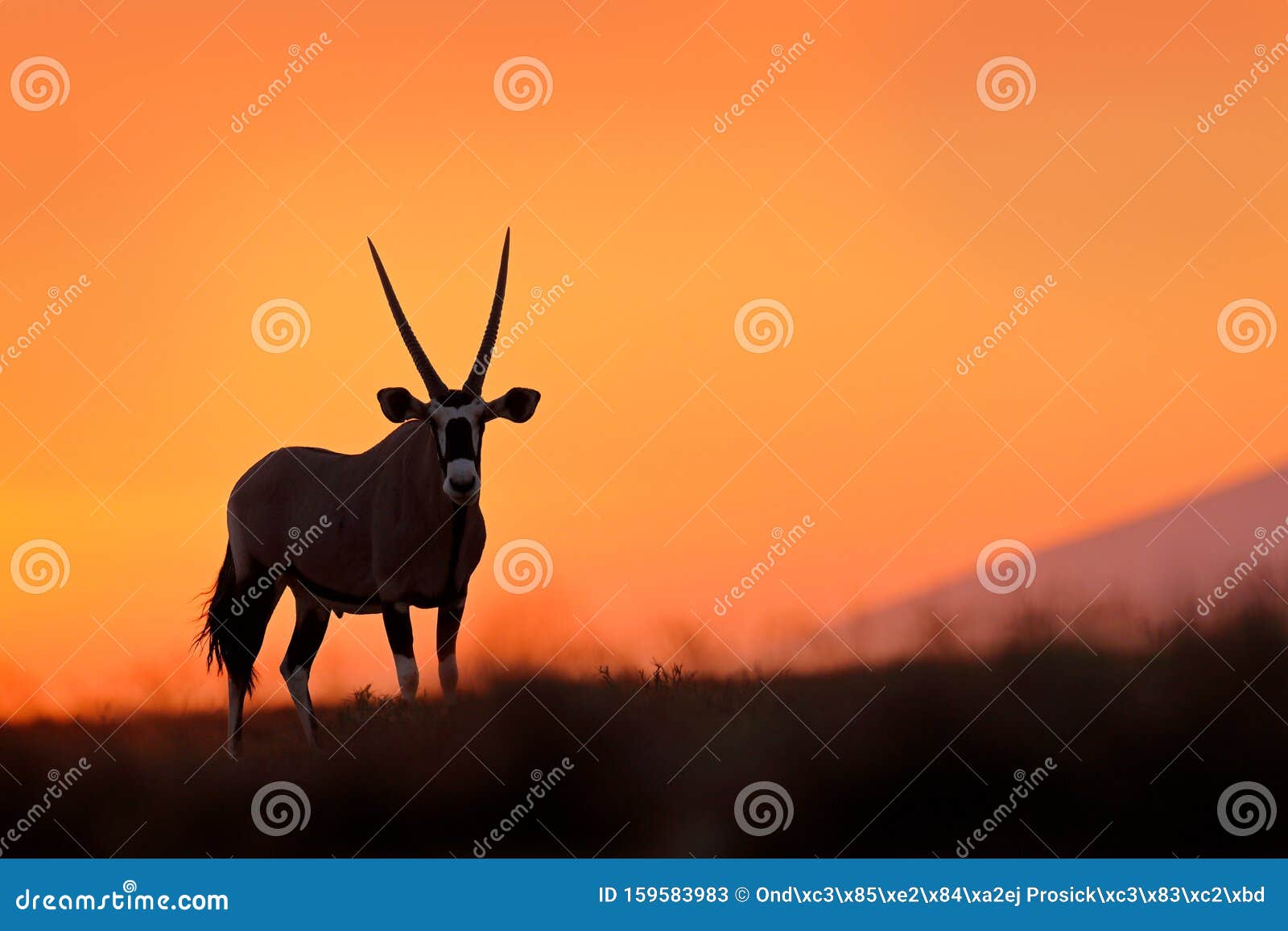 oryx with orange sand dune evening sunset. gemsbock large antelope in nature habitat, sossusvlei, namibia. wild desert. gazella
