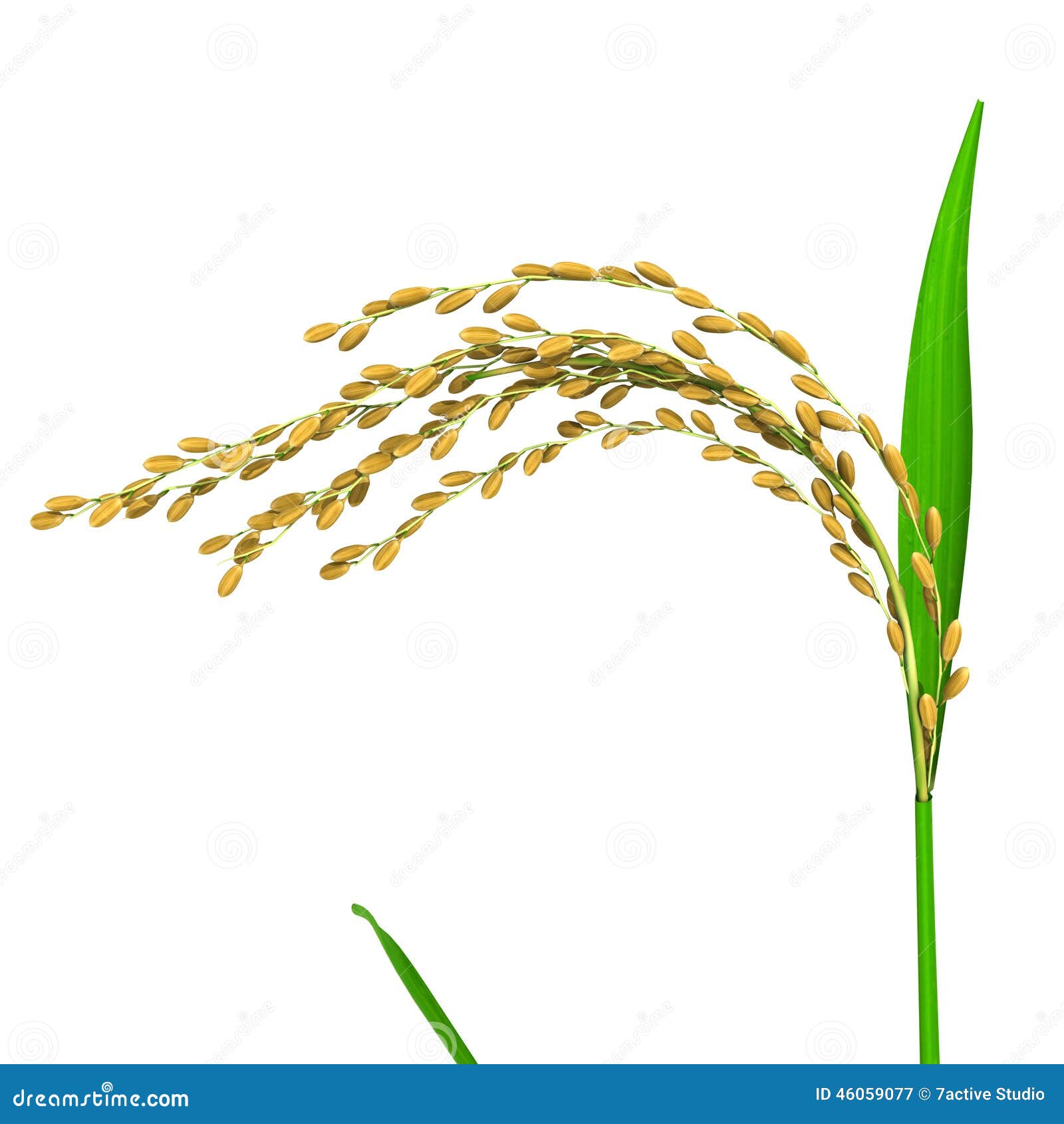 Oryza stock image. Image of farmland, food, grain, agricultural 46059077