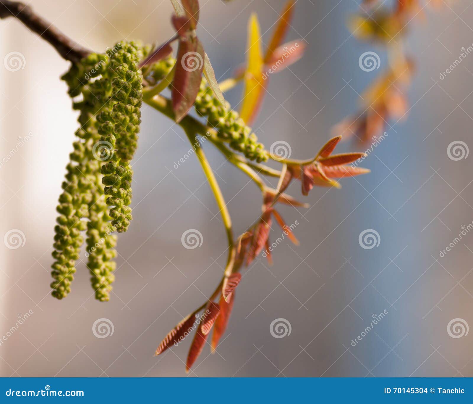 Orzecha Włoskiego Drzewa Kwiaty Zdjęcie Stock Obraz
