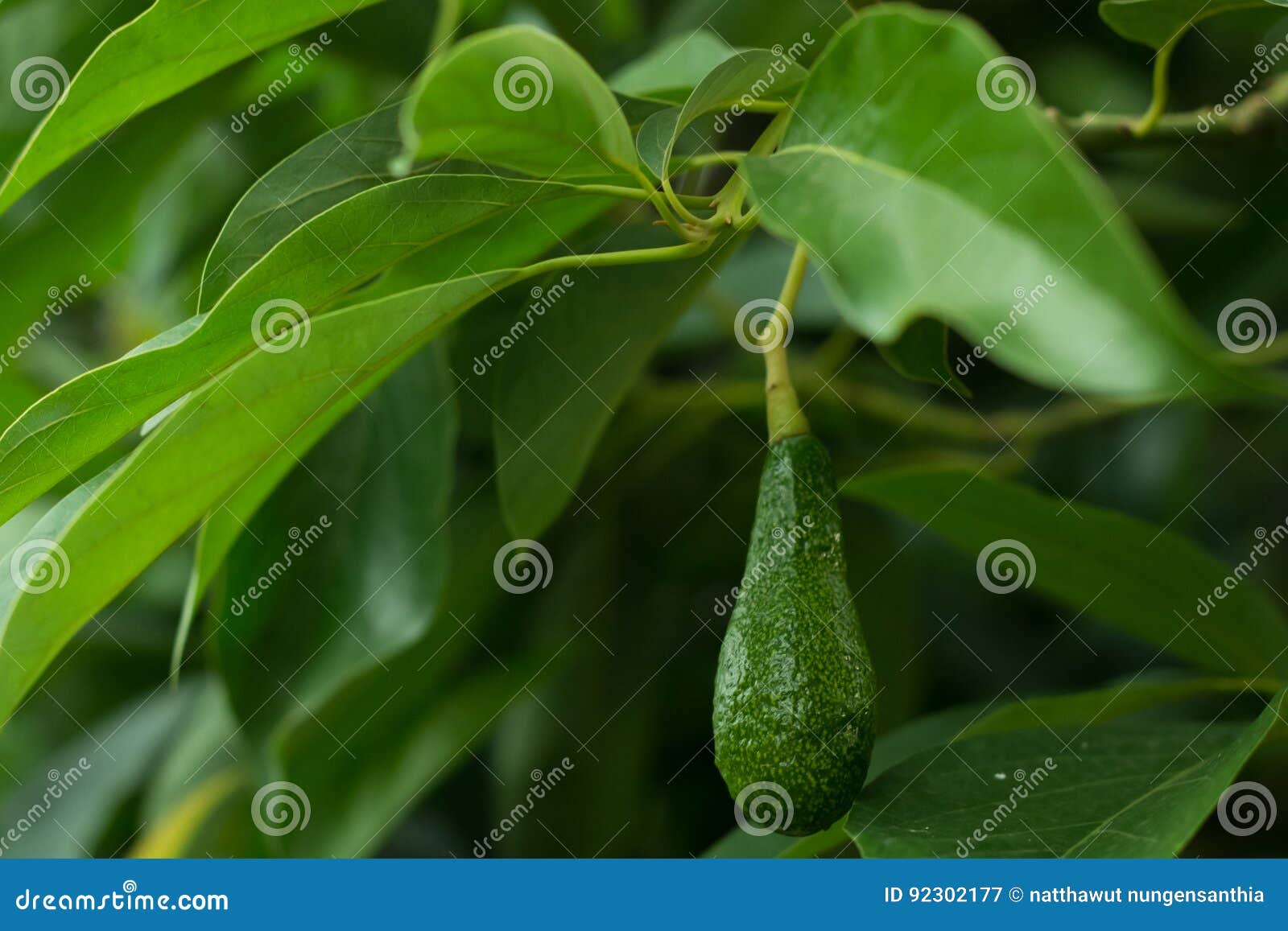 Os abacates na árvore , As folhas do verde e o bokeh iluminam-se no b. Os abacates na árvore ,
As folhas e o bokeh do verde iluminam-se na parte traseira
