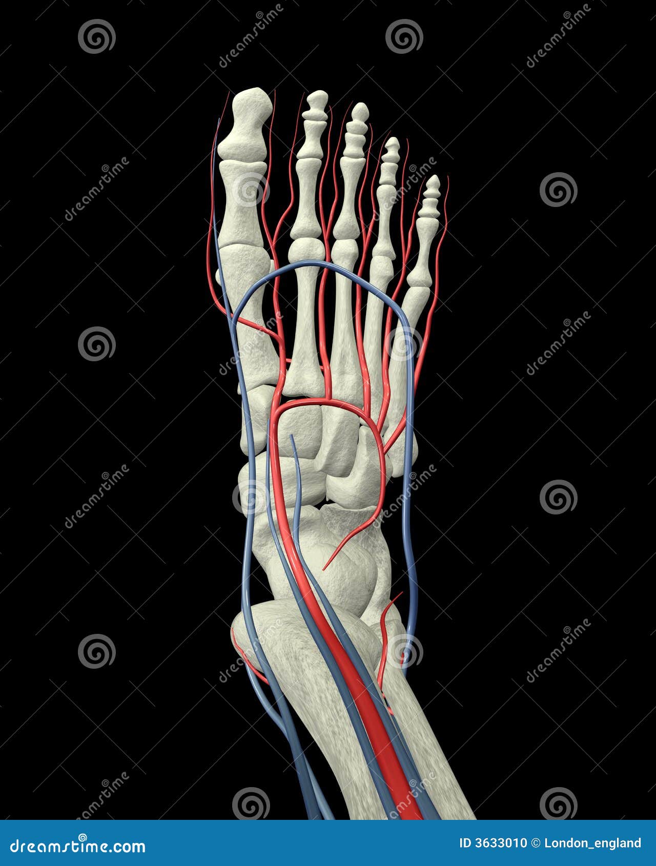 Traiter les veines les thrombus sur les pieds