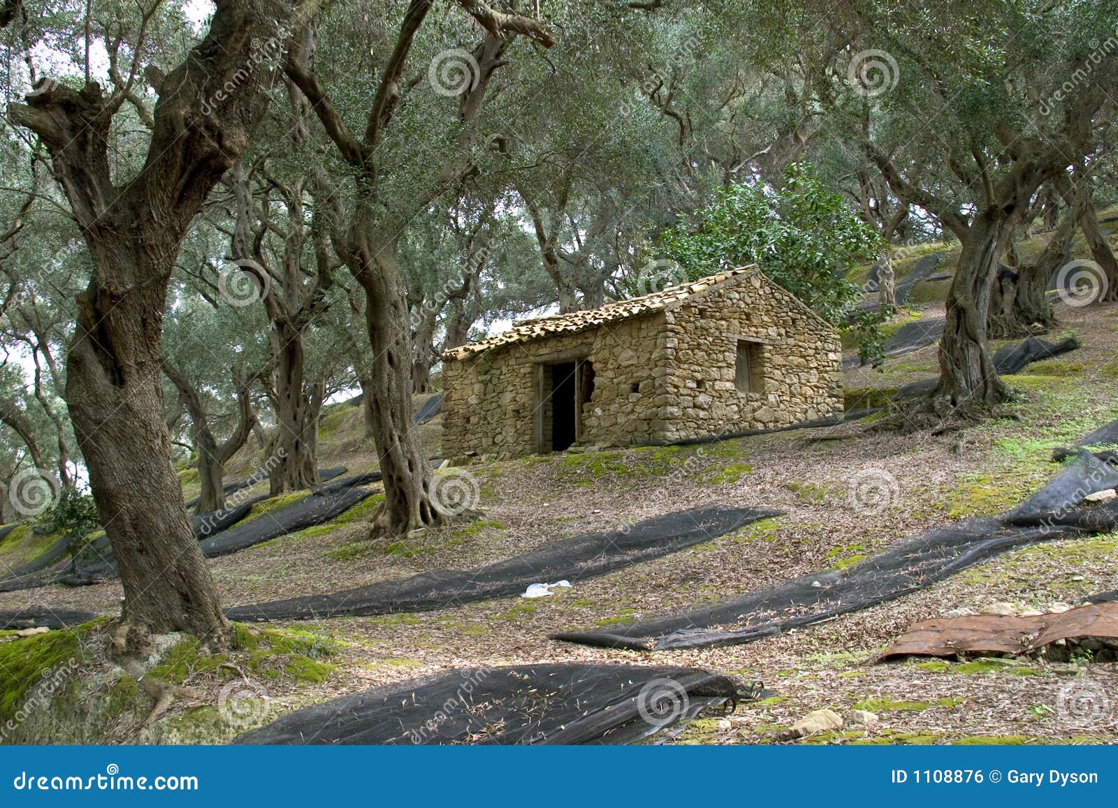 Os Bosques Verdeoliva Aproximam Arilas, Corfu, Greece Foto de Stock