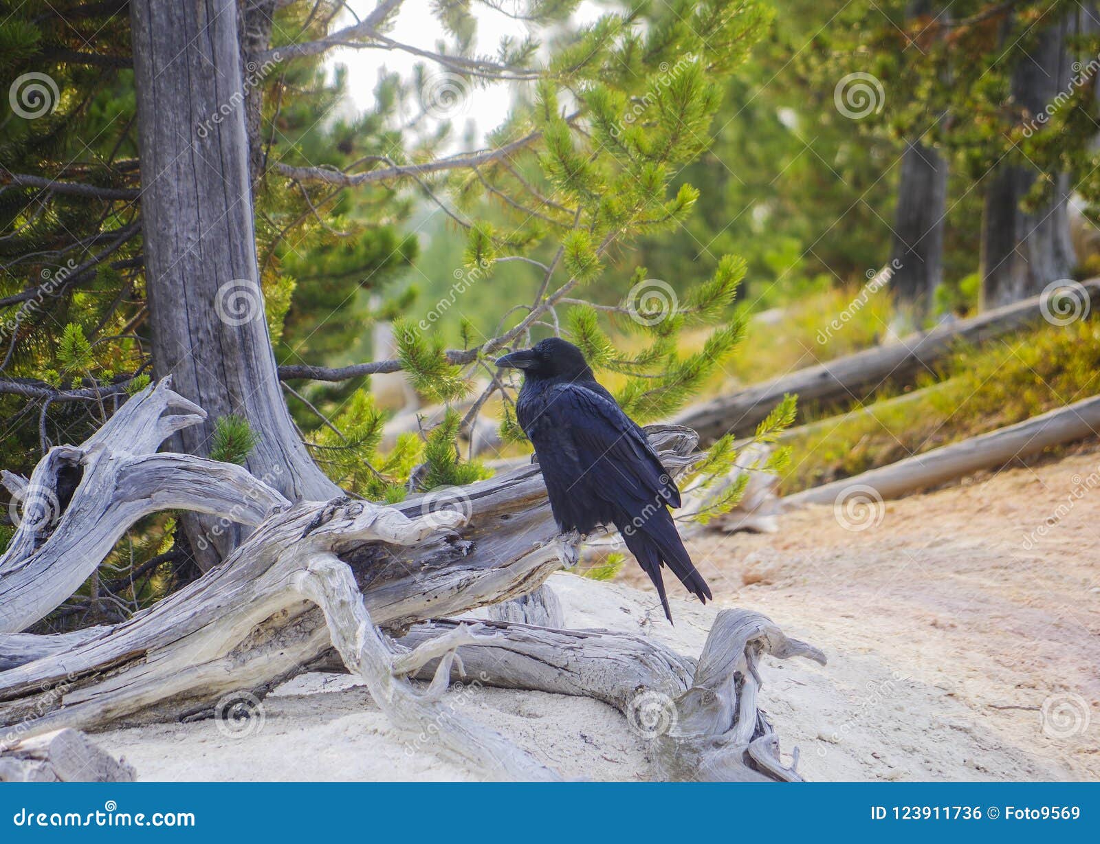 Os brachyrhynchos do Corvus dos corvos americanos são um pássaro da família do corvo