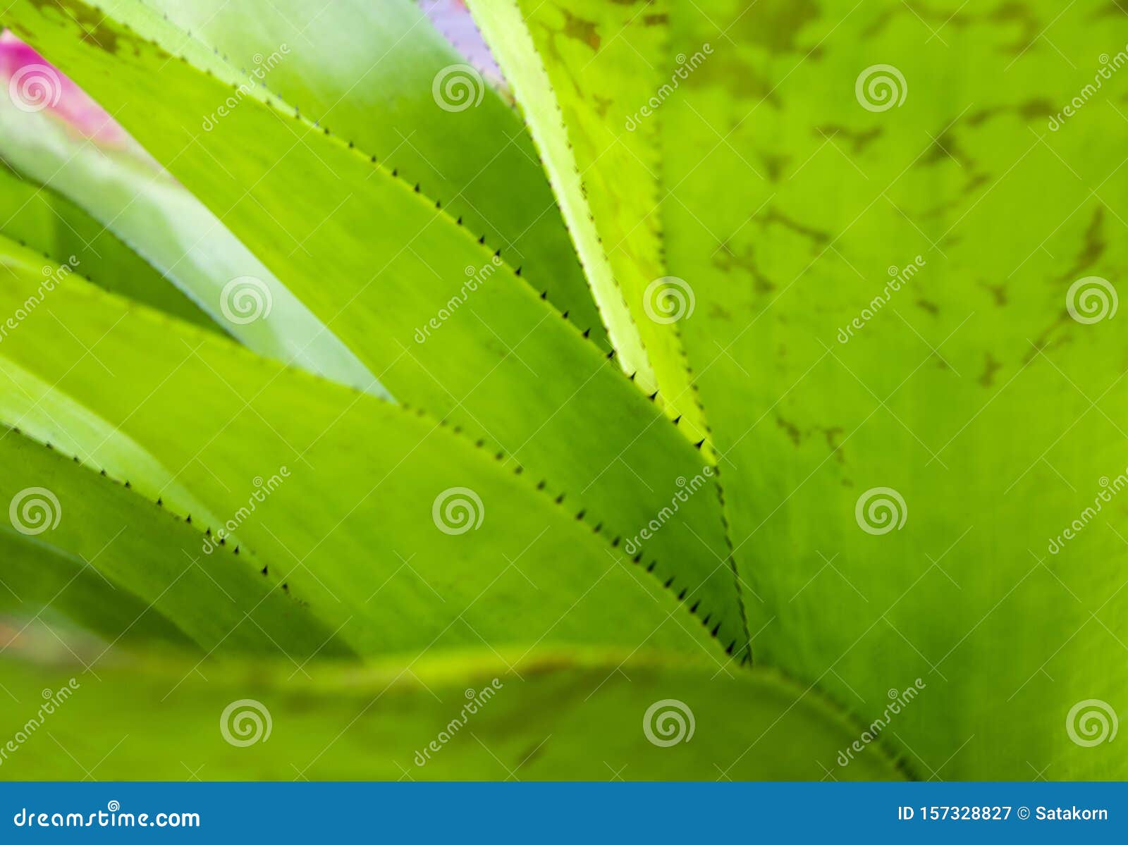 Os Espinhos Na Borda Das Folhas Da Bromélia Imagem de Stock - Imagem de  tropical, folhas: 157328827