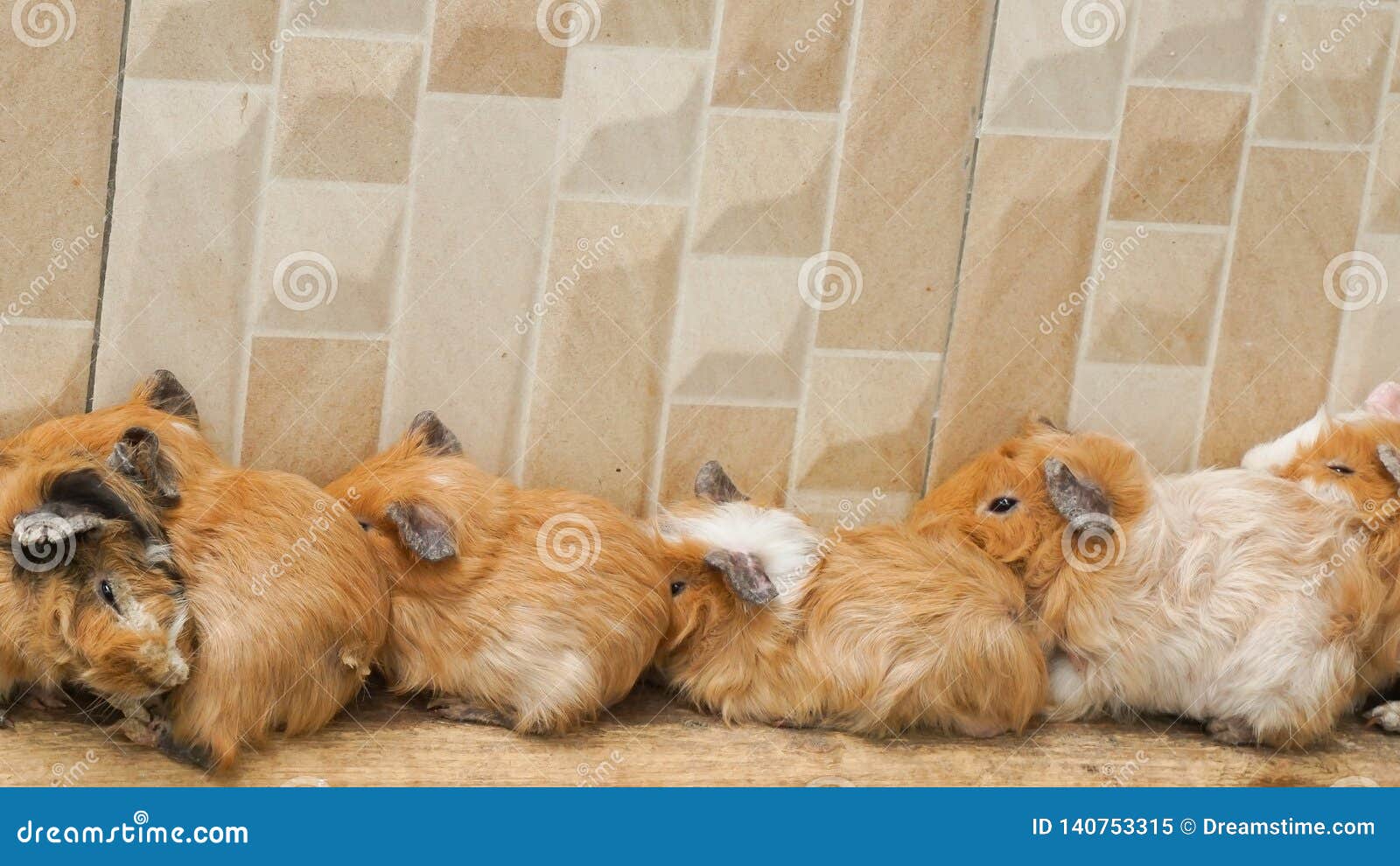 Os hamster estão dormindo junto perto da parede