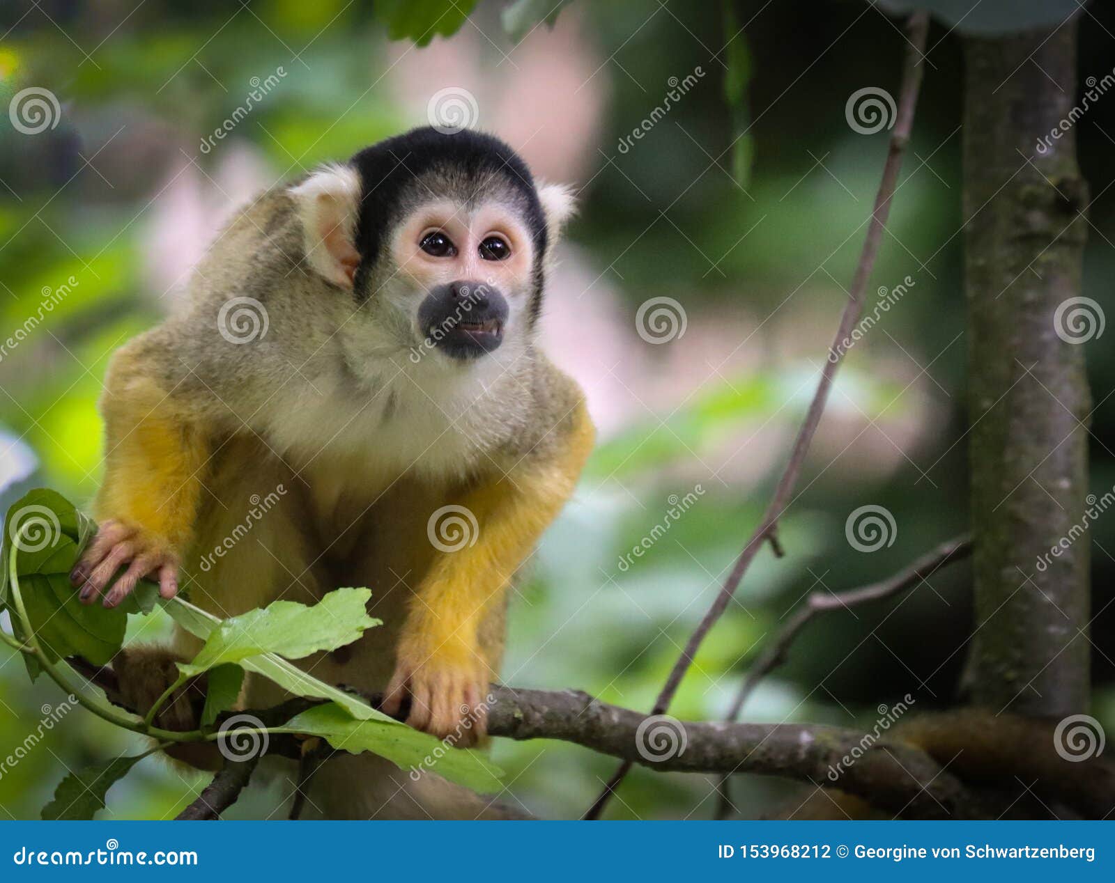 Tipos de macacos: nomes e fotos