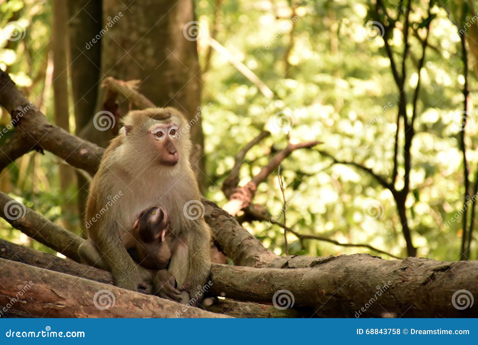 Macaco faz amizade com cachorro e o leva para passear na floresta