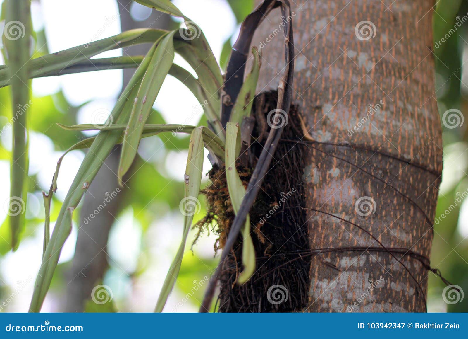 Os Mortos Da Folha Da Planta Da Orquídea Murcharam Amarrado Em Uma árvore  Imagem de Stock - Imagem de floresta, fundo: 103942347