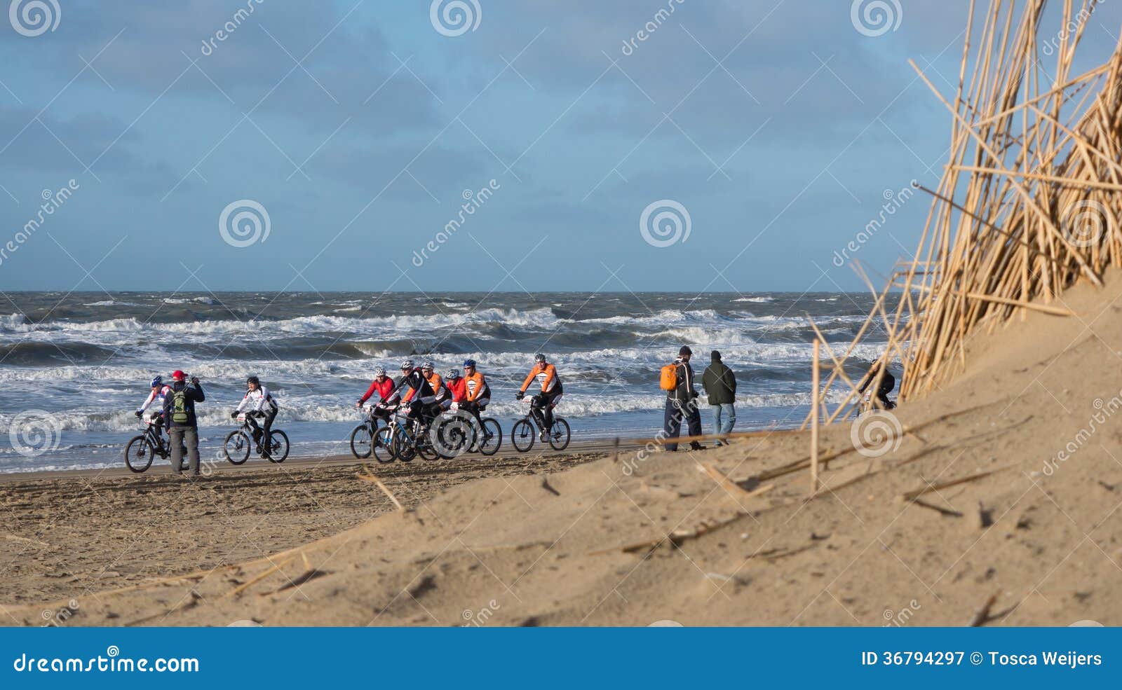 Os motociclistas da montanha que participam na praia competem o Egmond-cais-Egmond. EGMOND, PAÍSES BAIXOS - 11 DE JANEIRO DE 2014: Os concorrentes não identificados do Egmond-cais-Egmond anual da raça da praia do Mountain bike esforçam-se contra o vento como eles perto do meta em Egmond