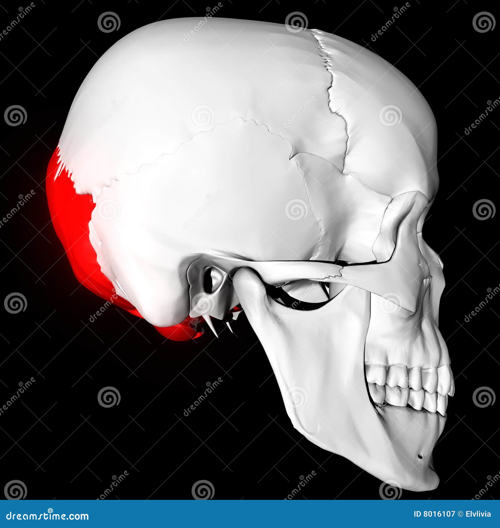 Os Occipital illustration stock. Illustration du têtes - 8016107