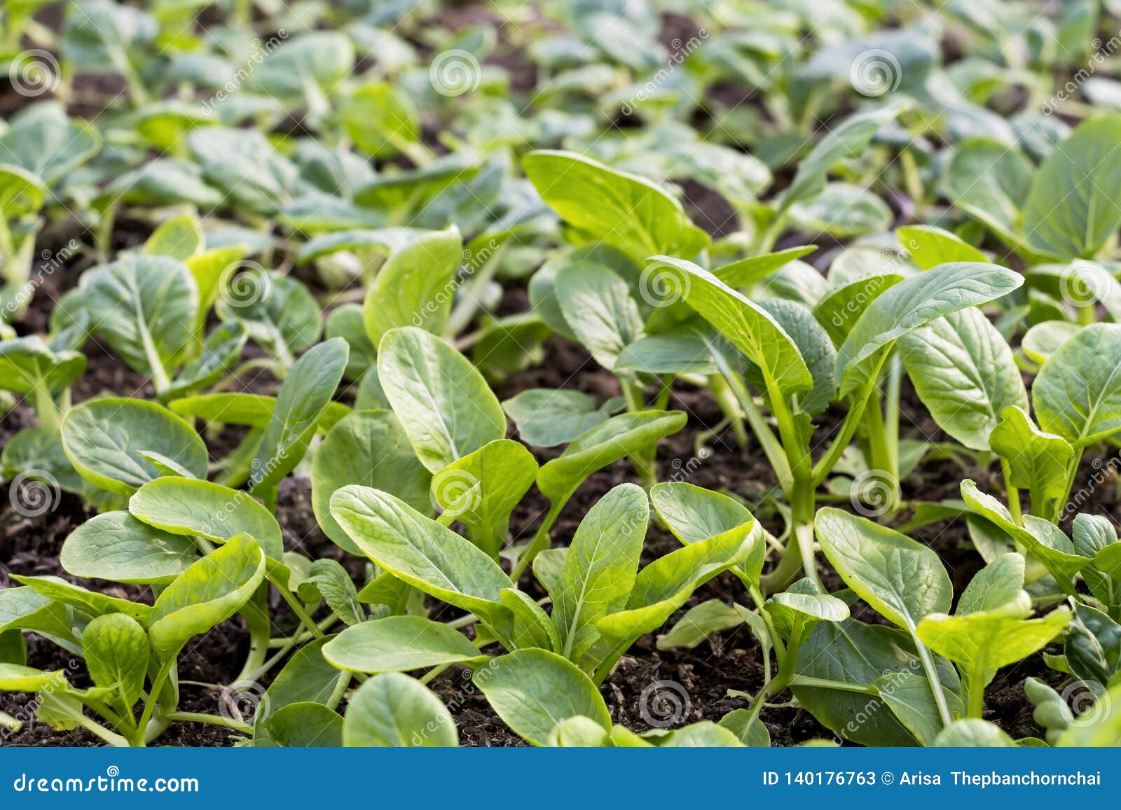 Os vegetais cultivam a plantação interna por orgânico não-tóxico com as folhas verdes bonitas são crescidos para o alimento saudável da salada Indústria da agricultura