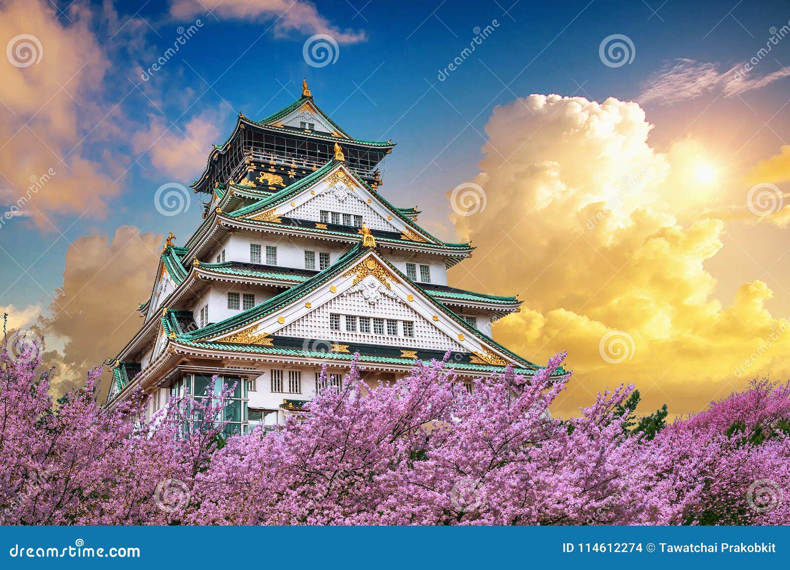 osaka castle and cherry blossom at sunset in spring. sakura seasons in osaka, japan