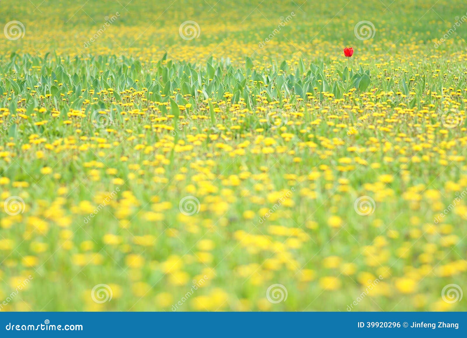 Osamotniony tulipan. Samotny czerwony tulipan w żółtym dandelion kwitnie