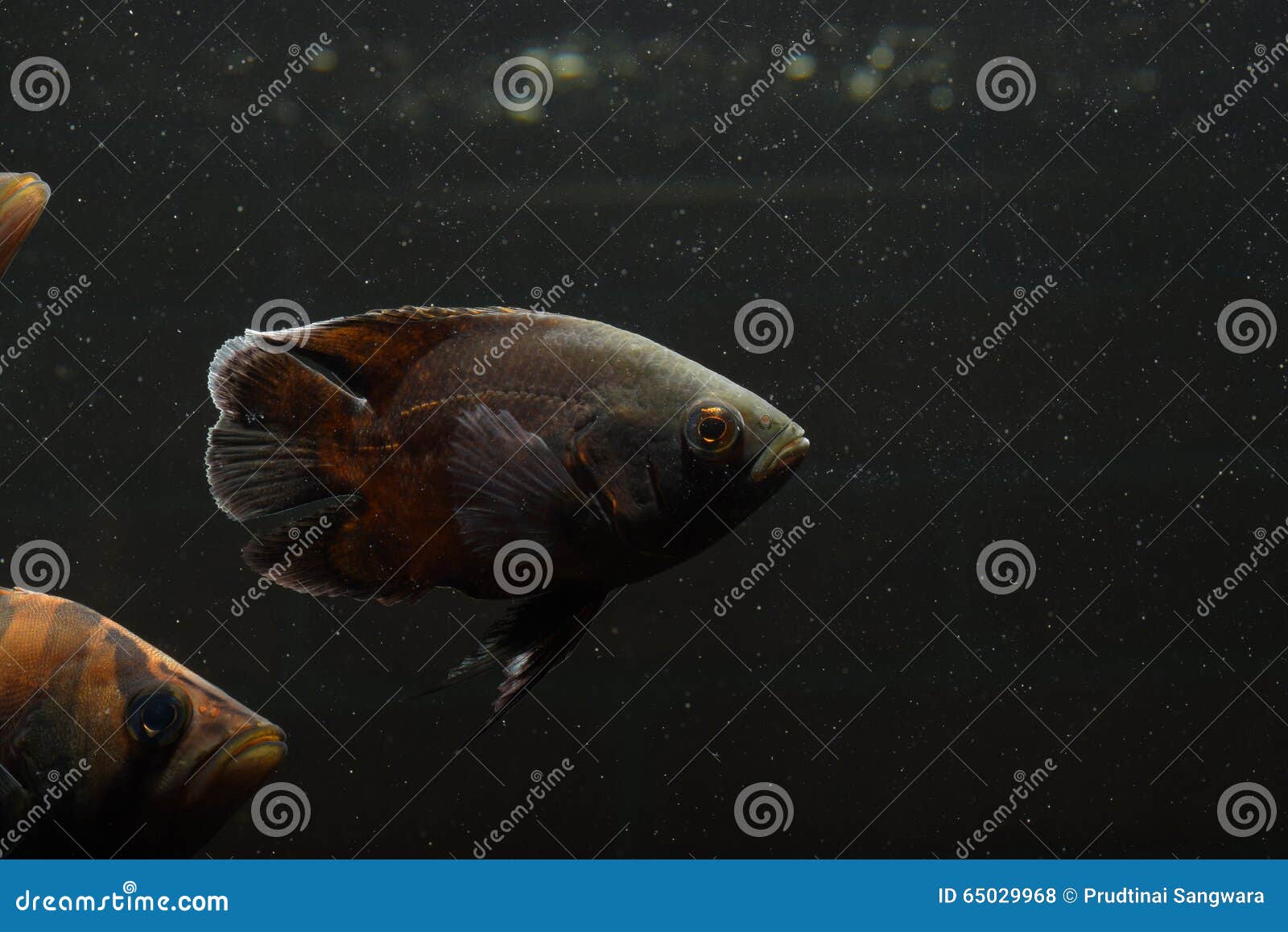 Oscar Fish. Uno de la alimentación más popular de la especie de los pescados