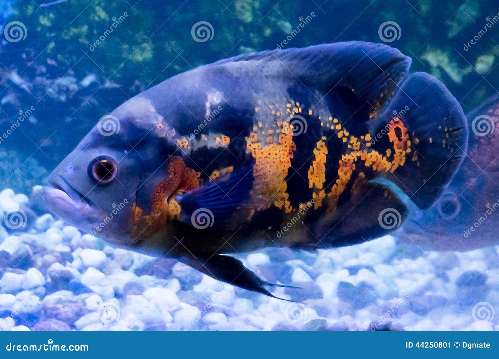 Oscar Fish stock image. Image of swim, water, marine 44250801