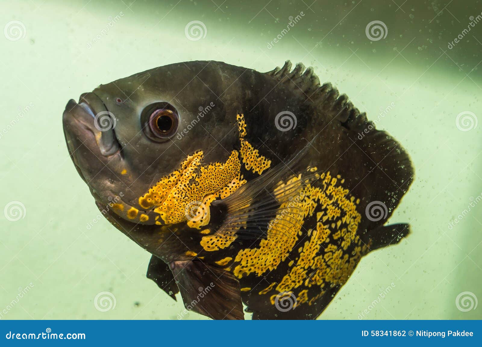 Oscars Fish and Animal Pets on Aquarium Stock Photo Image of animal