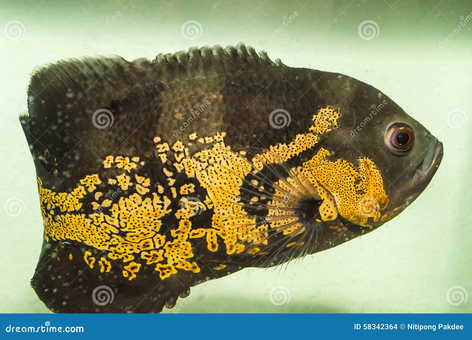 Oscars Fish and Animal Pets on Aquarium Stock Photo Image of angel
