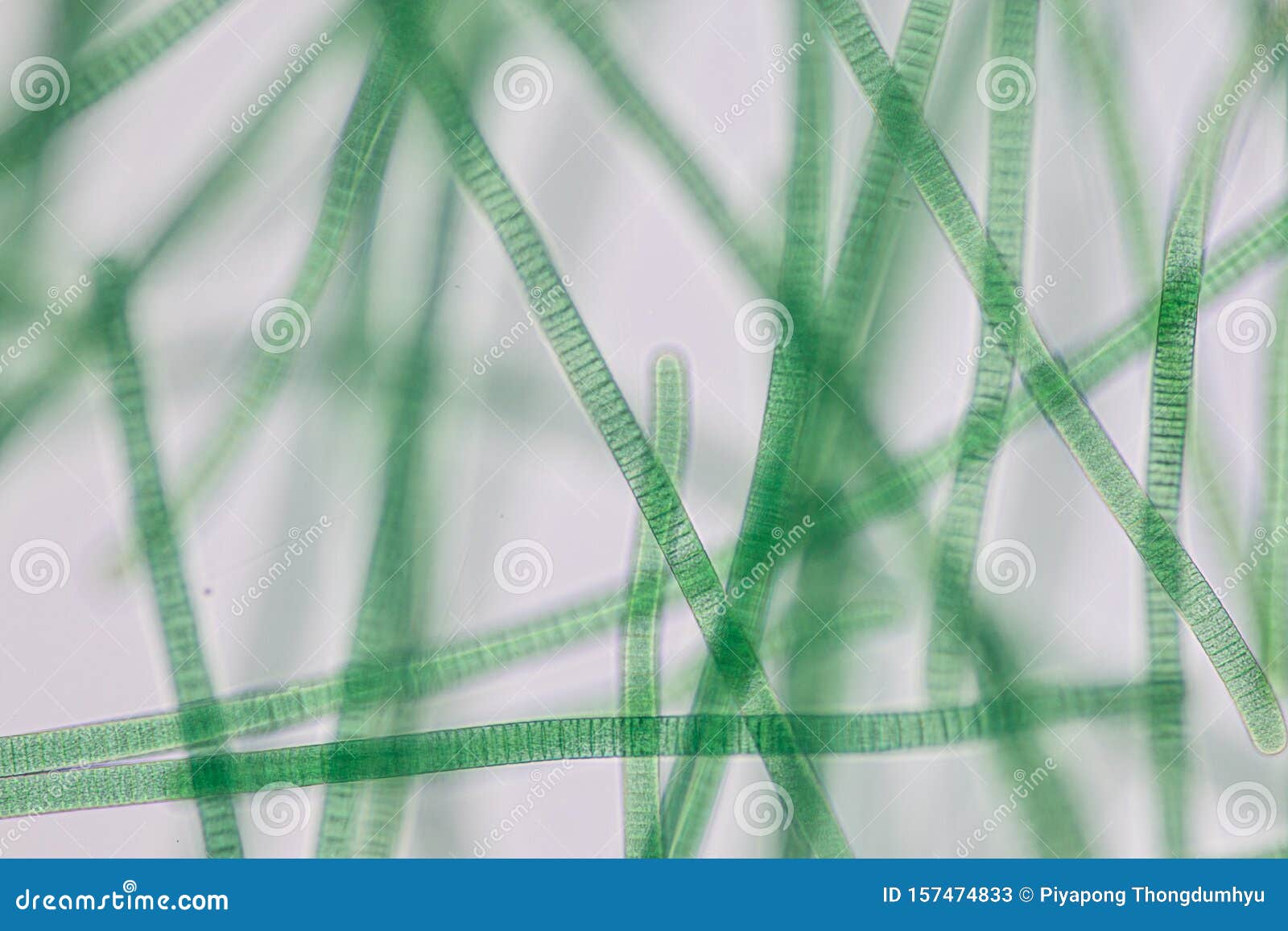 Oscillatoria is a Genus of Filamentous Cyanobacterium, Oscillation in
