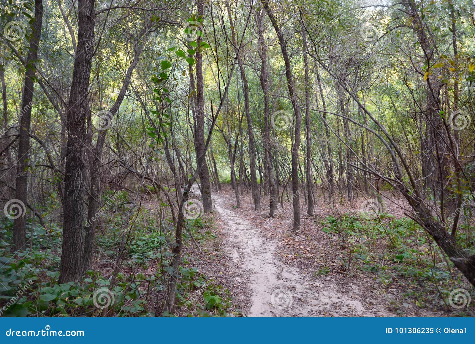 Osier bed stock image. Image of flat, path, mess, osier 101306235