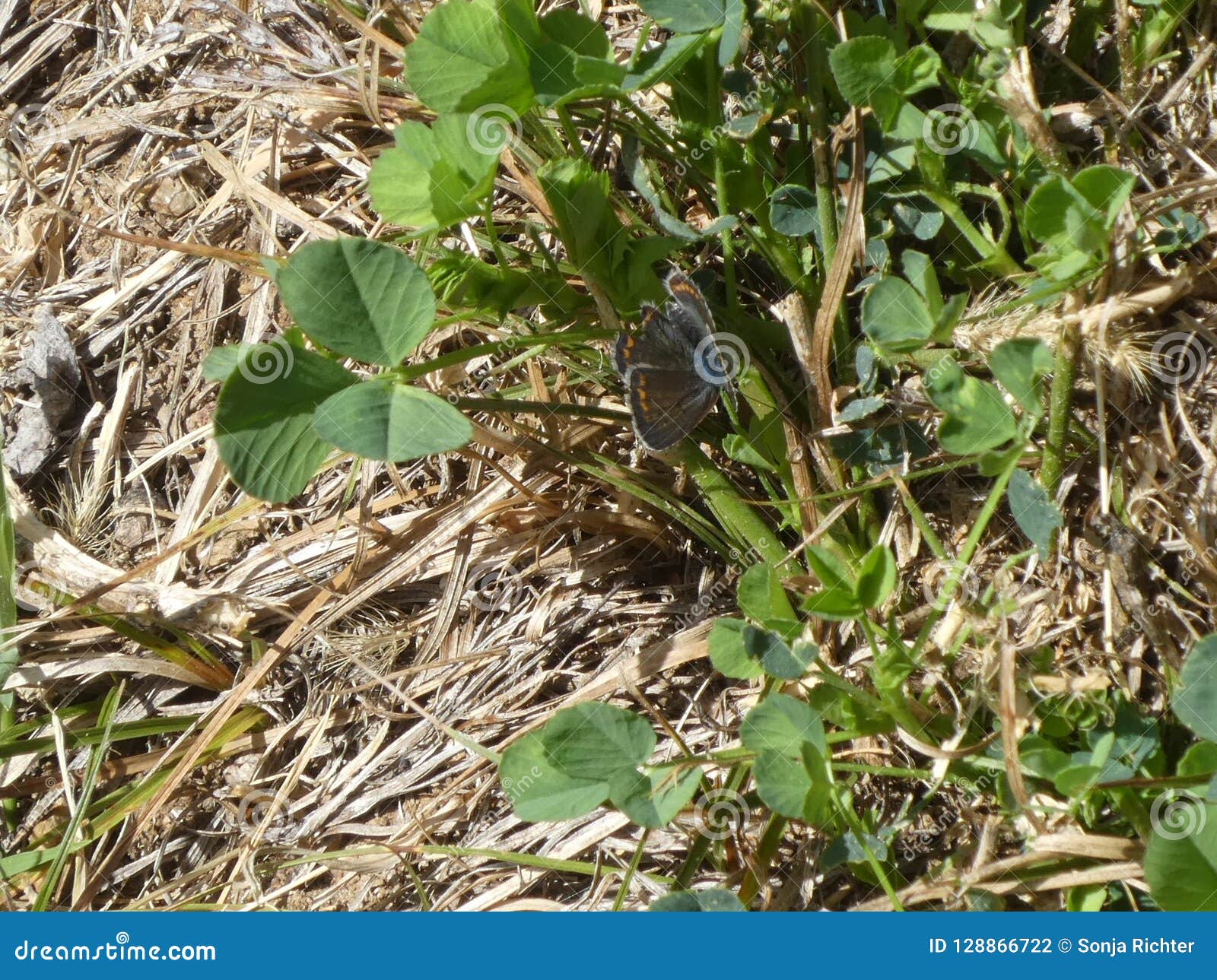 Osiris Blue Butterfly in the Mountains Stock Photo - Image of blue ...