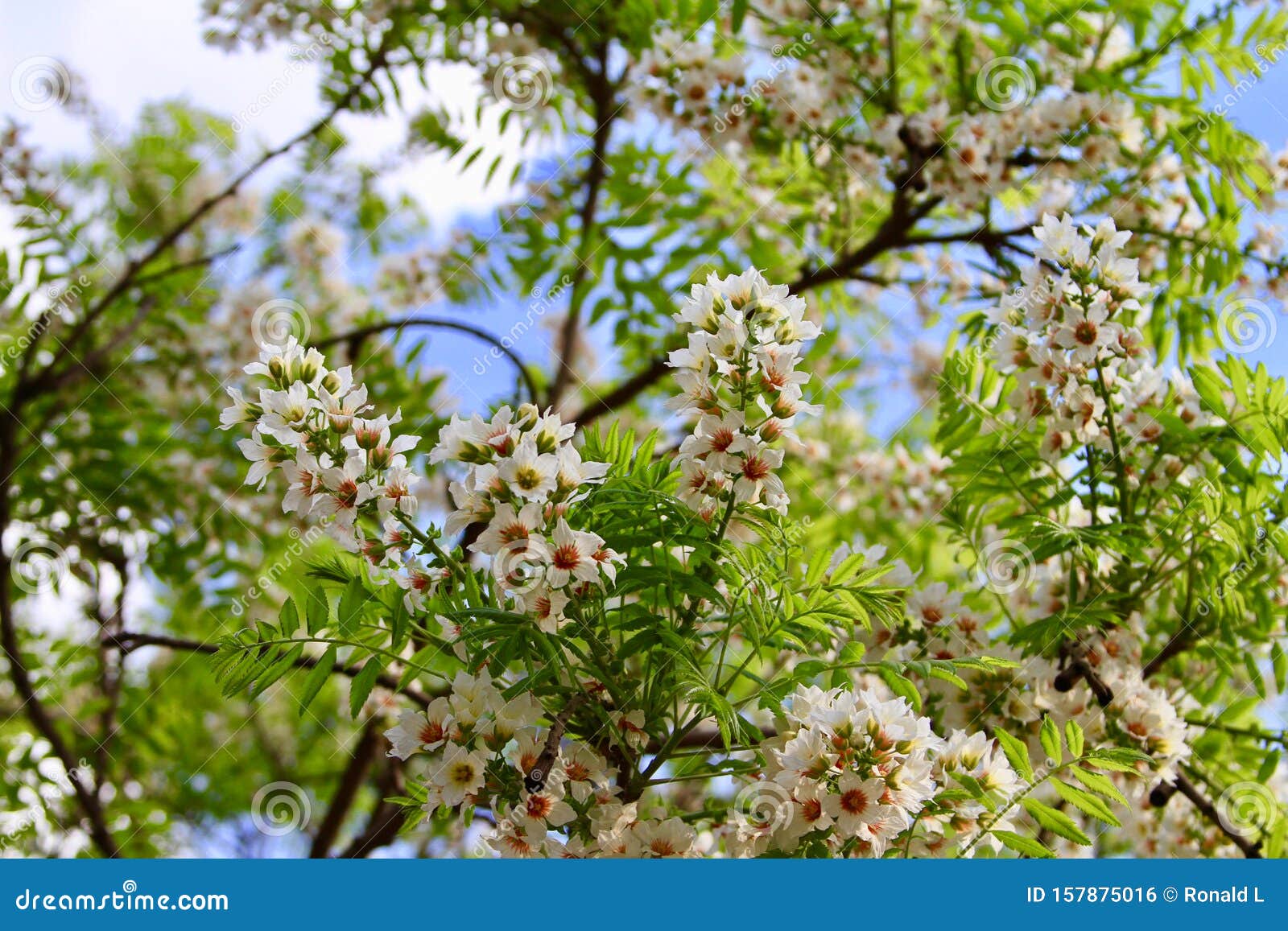 Osmanthus blossoms flowers stock photo. Image of flower - 157875016