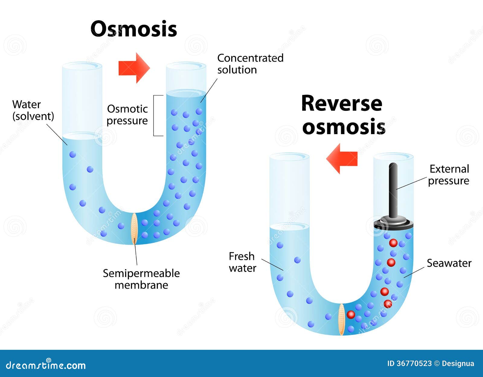 Osmose En Omgekeerde Osmose Vector Illustratie ...