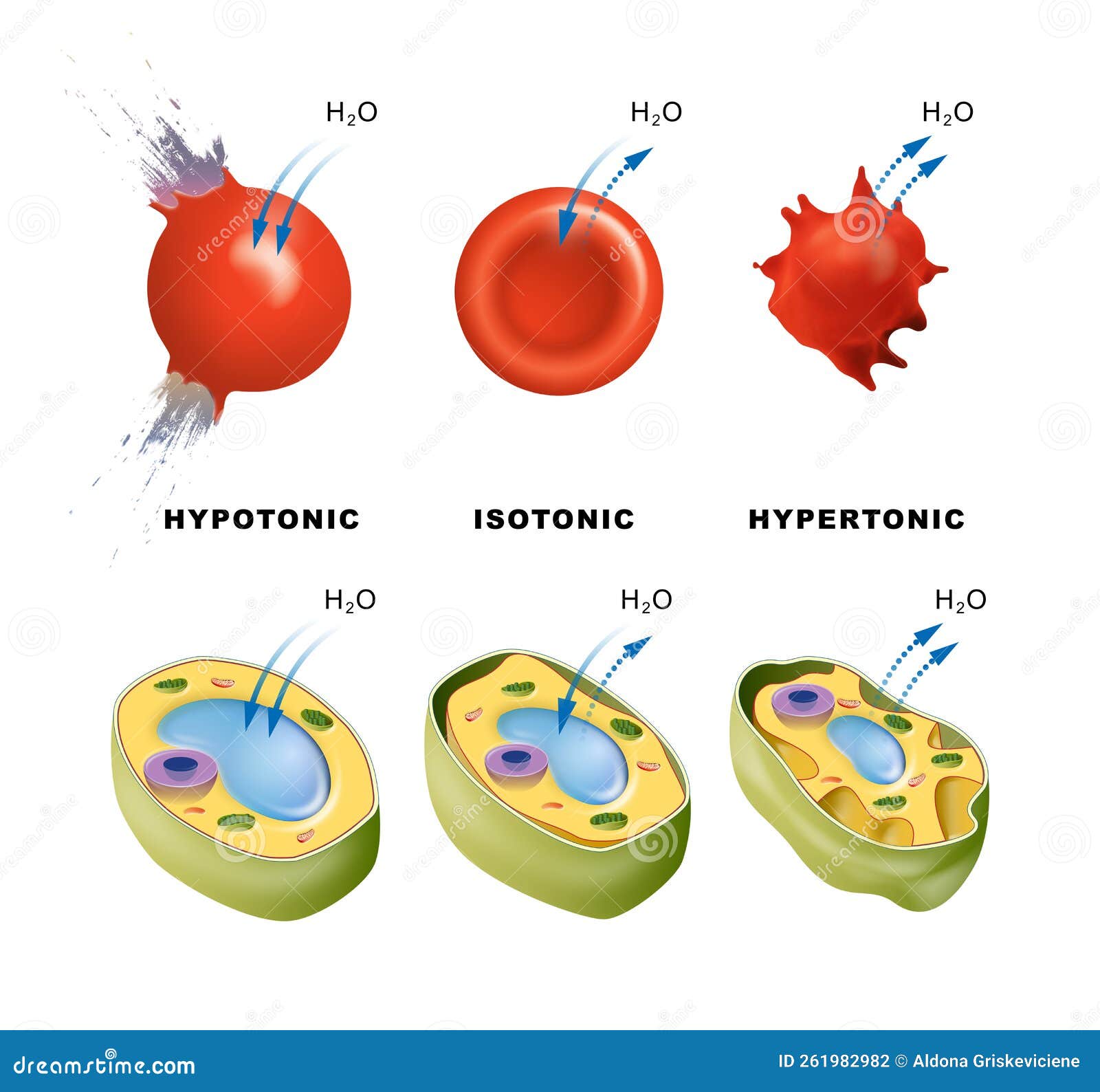 effect of osmosis on plant cells