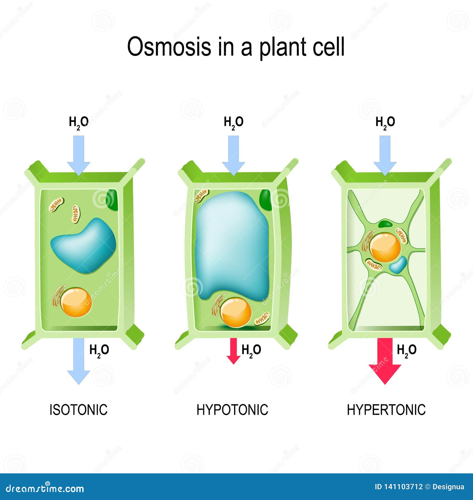 Osmosis in a plant cell stock vector. Illustration of science - 141103712