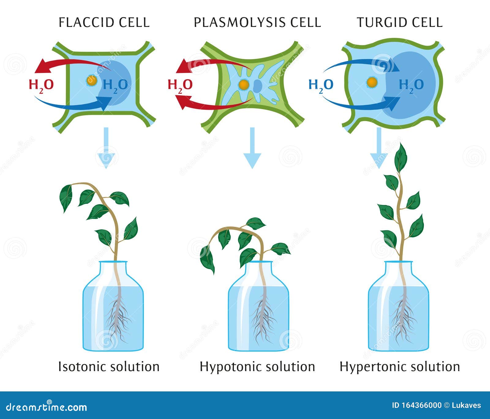 effect of osmosis on plant cells