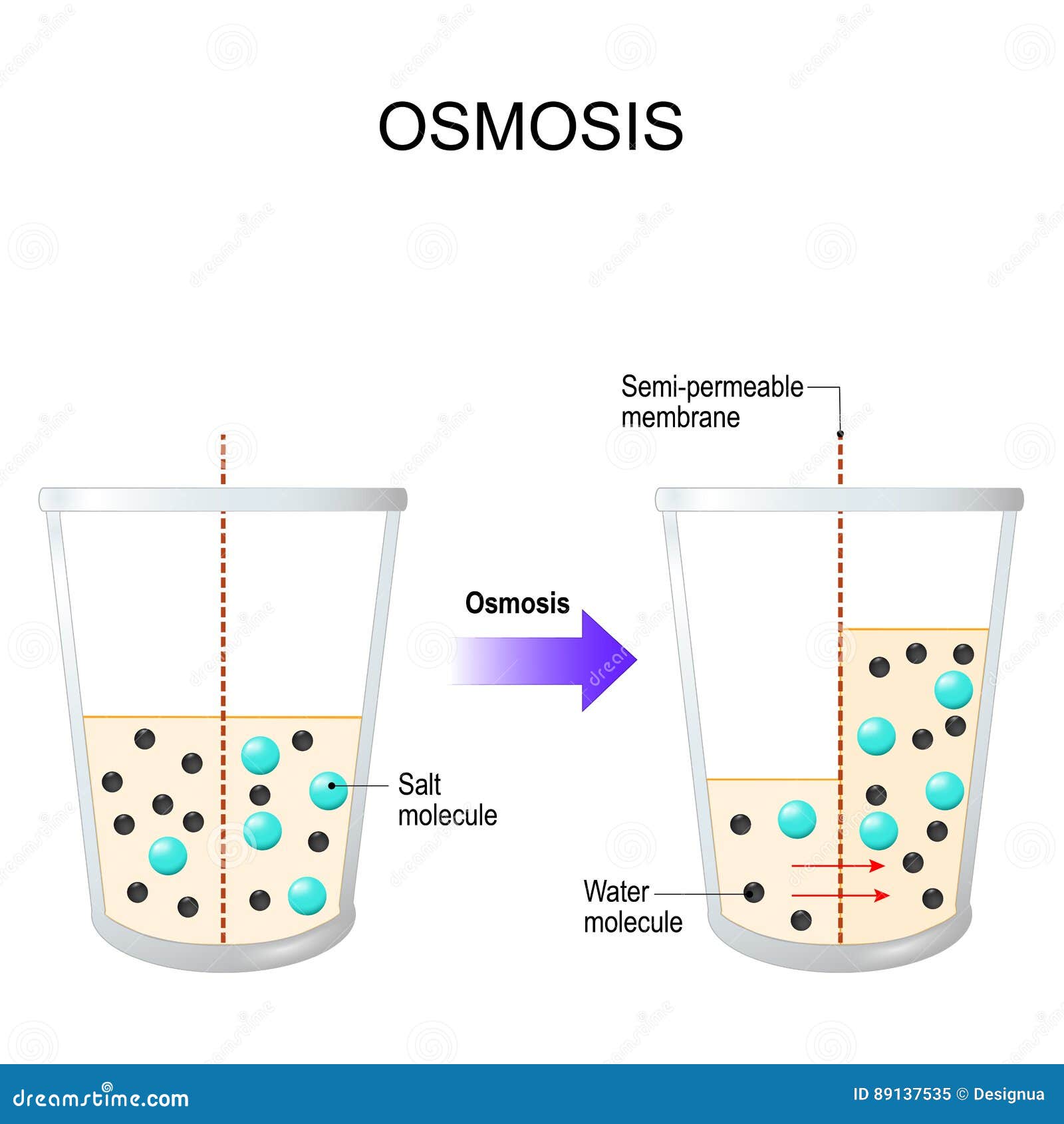 osmosis water passing semi permeable membrane filter vector diagram explanation 89137535