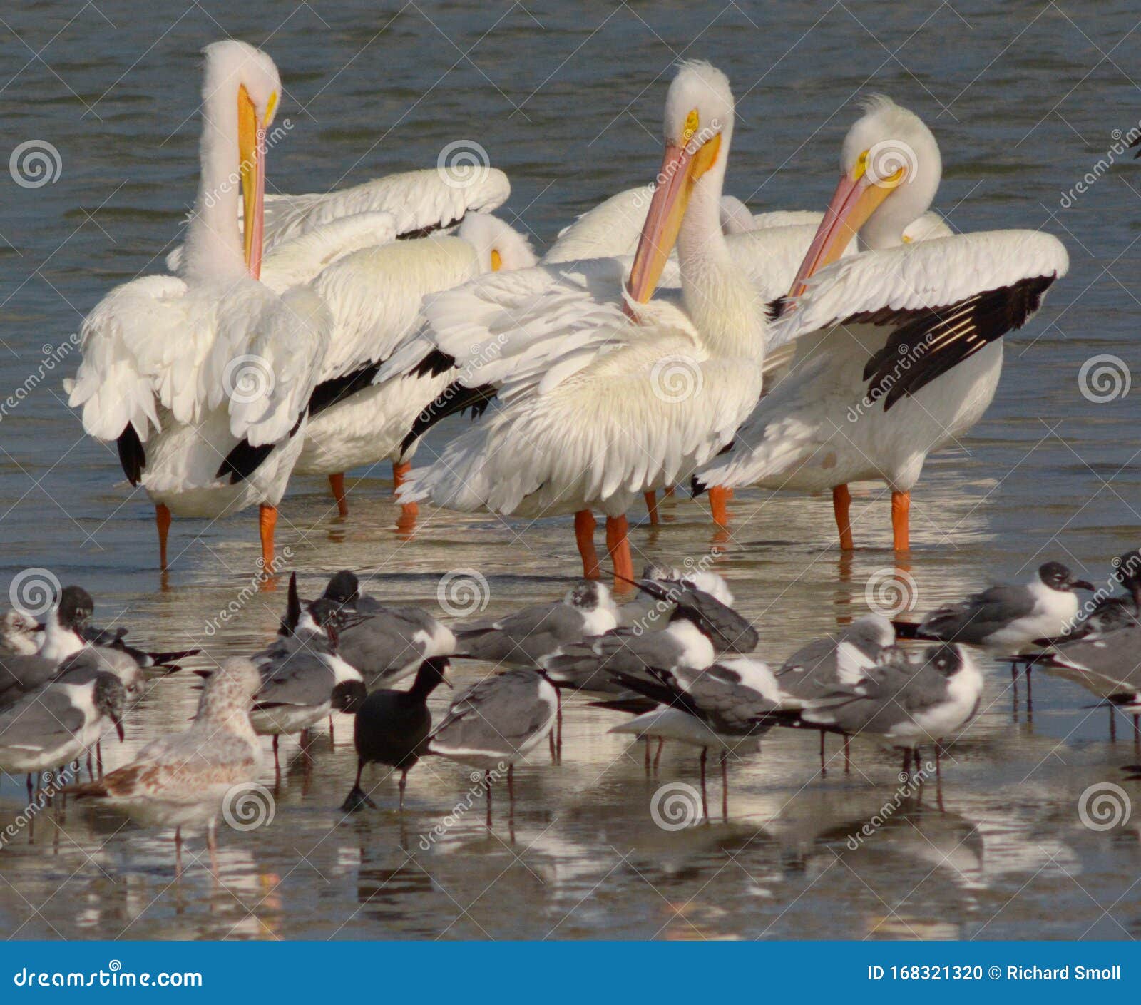 oso bay white pelicans