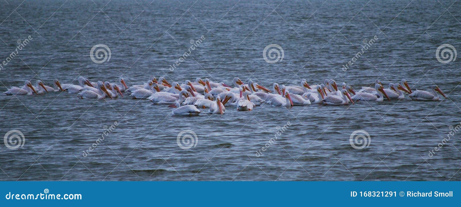 oso bay white pelicans 2