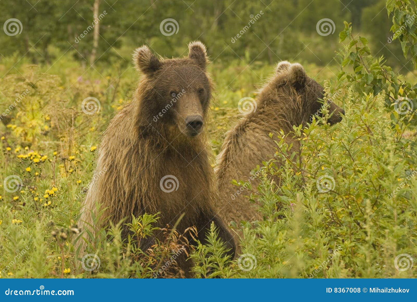 Oso de Brown (jeniseensis de los arctos del Ursus). Oso de Brown en un habitat de la vivienda. Kamchatka.