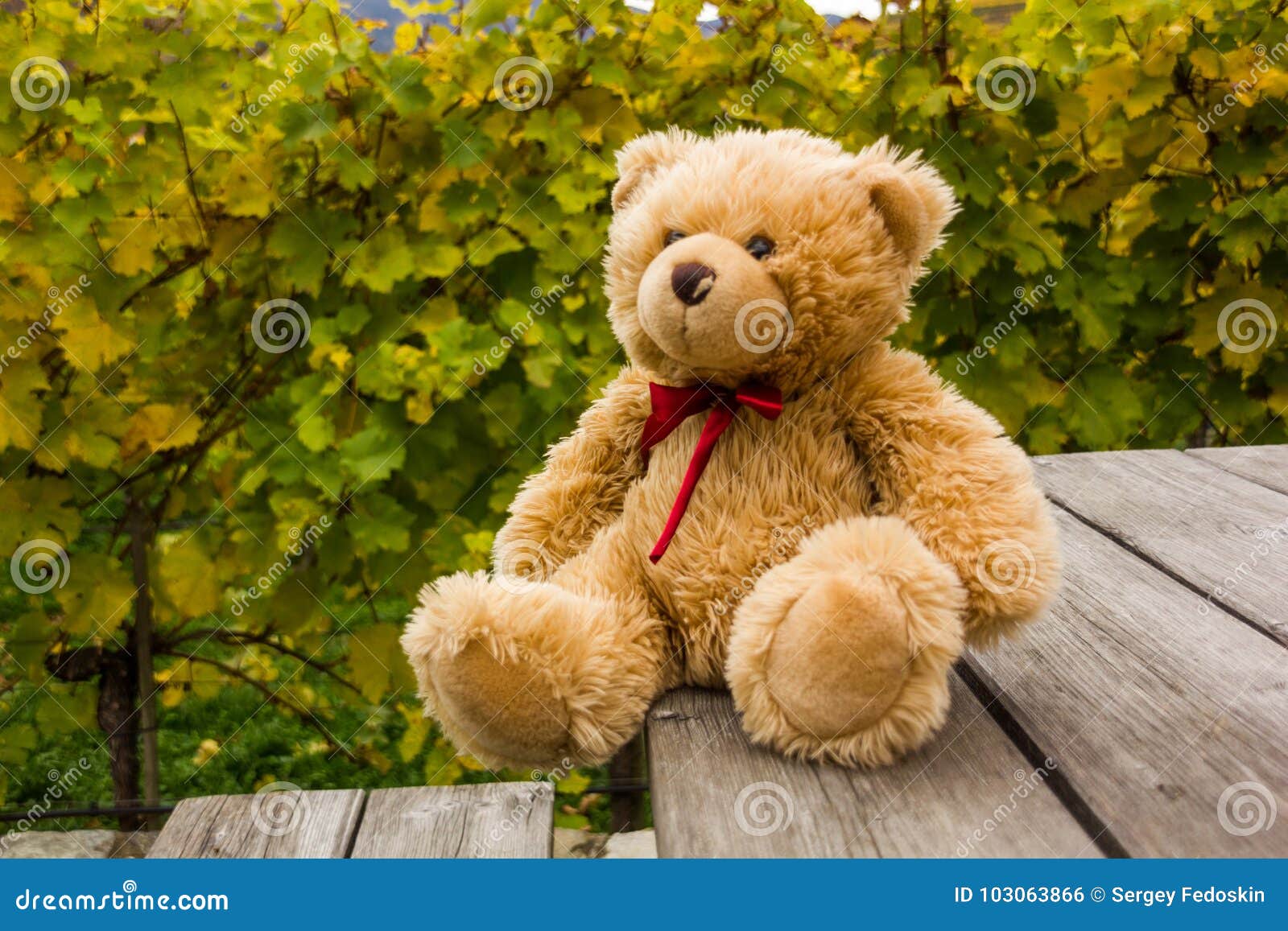 Oso De Peluche En Wachau, Perro De Pomerania, Austria Foto de archivo - Imagen de peluche, perro: 103063866