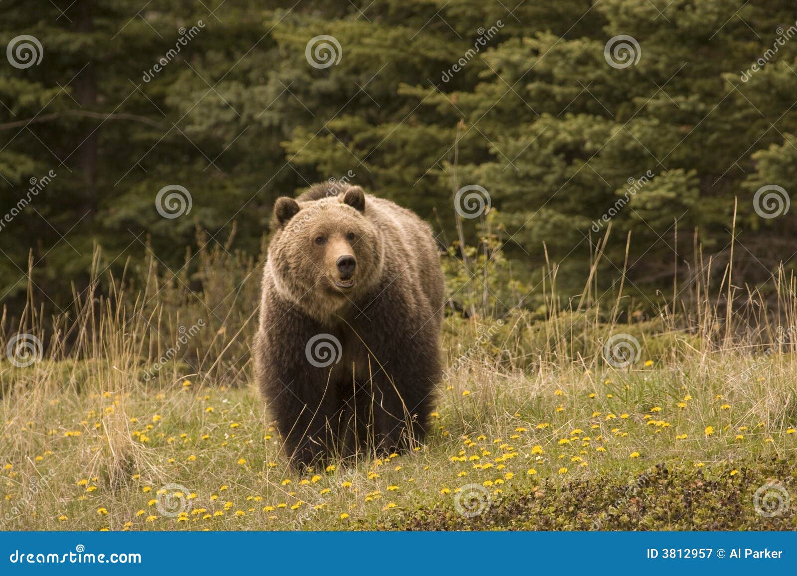 Oso del grisáceo,. Oso del grisáceo tirado en montañas rocosas canadienses.