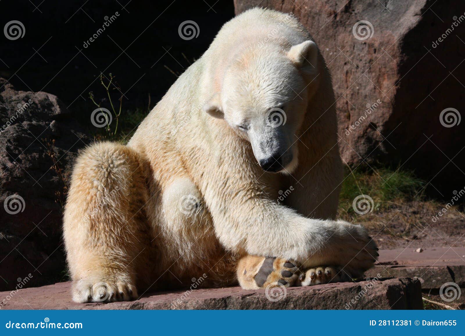 Oso del hielo o polar imagen de archivo. Imagen de piedra 28112381
