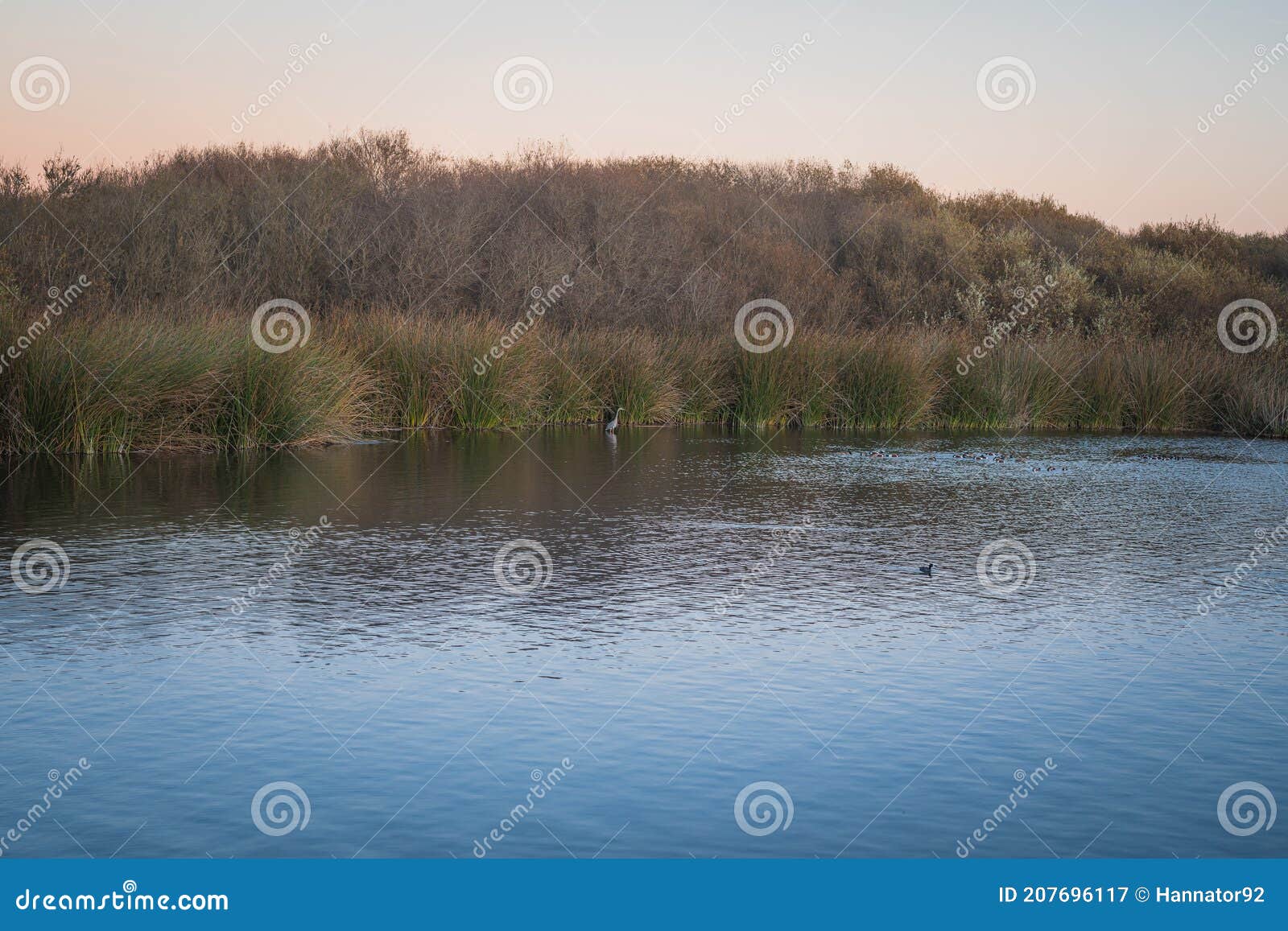 oso flaco lake at sunset, and birds.