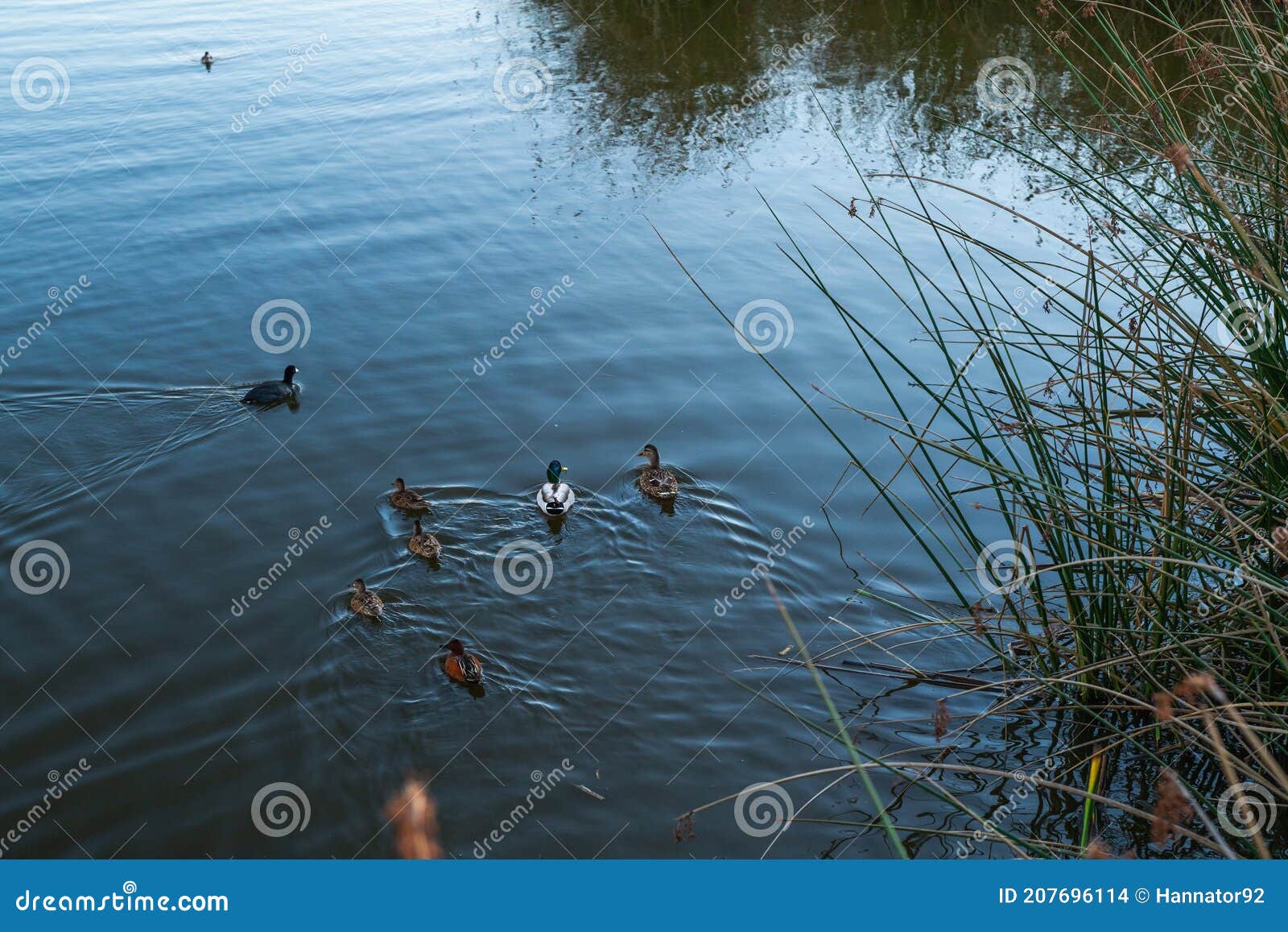 oso flaco lake at sunset, and ducks.