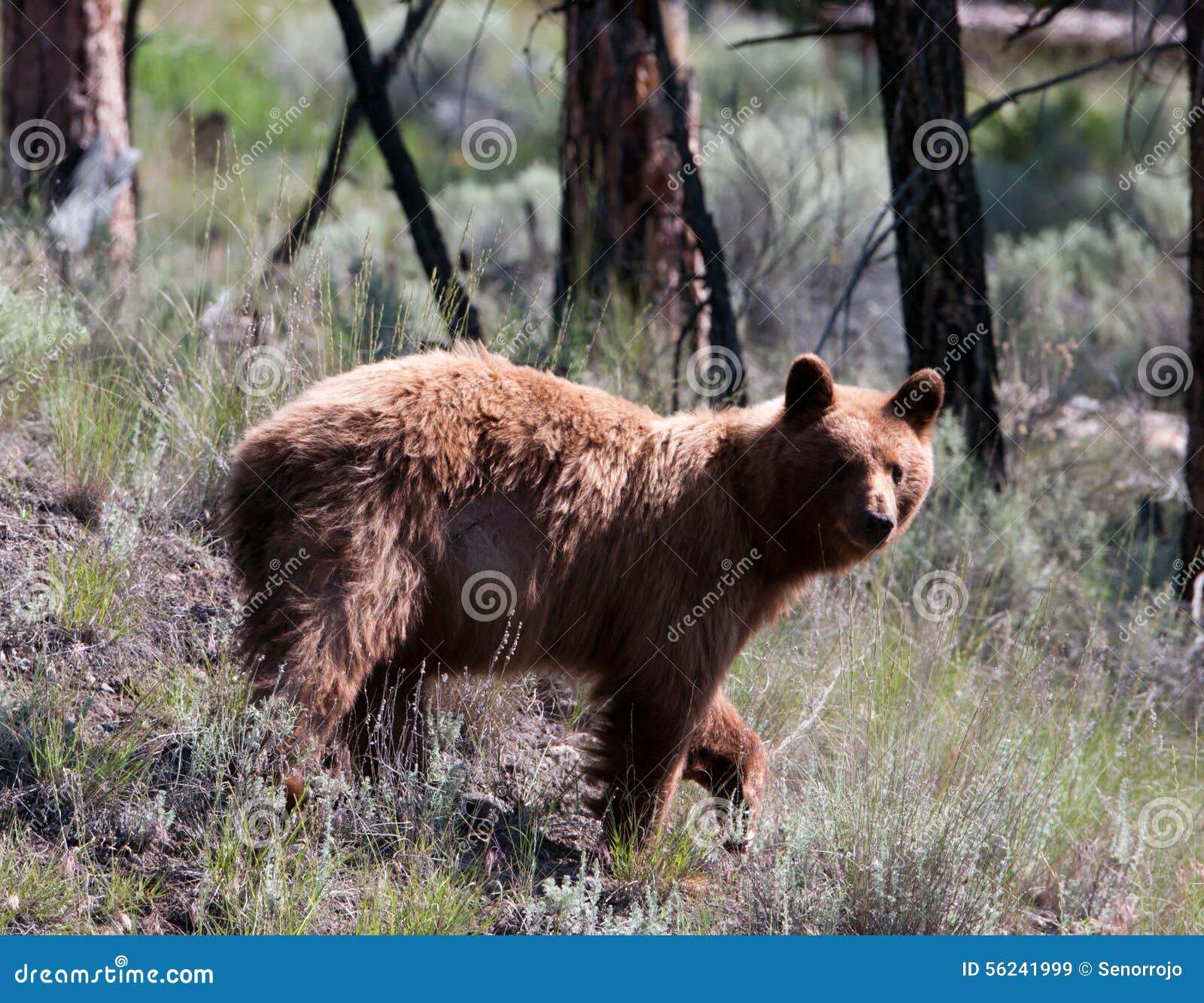 Cuando está asustado un oso negro subirá a menudo un árbol, incluso pequeño Los osos negros son a menudo marrones o aún rubios en color