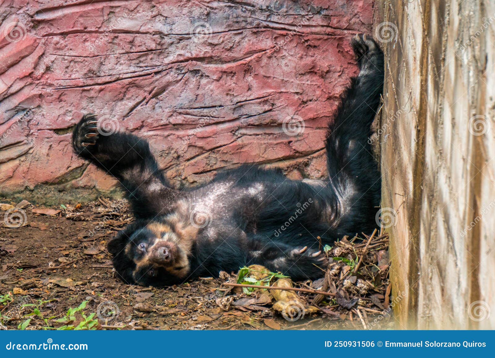 old spectacled bear taking a nap