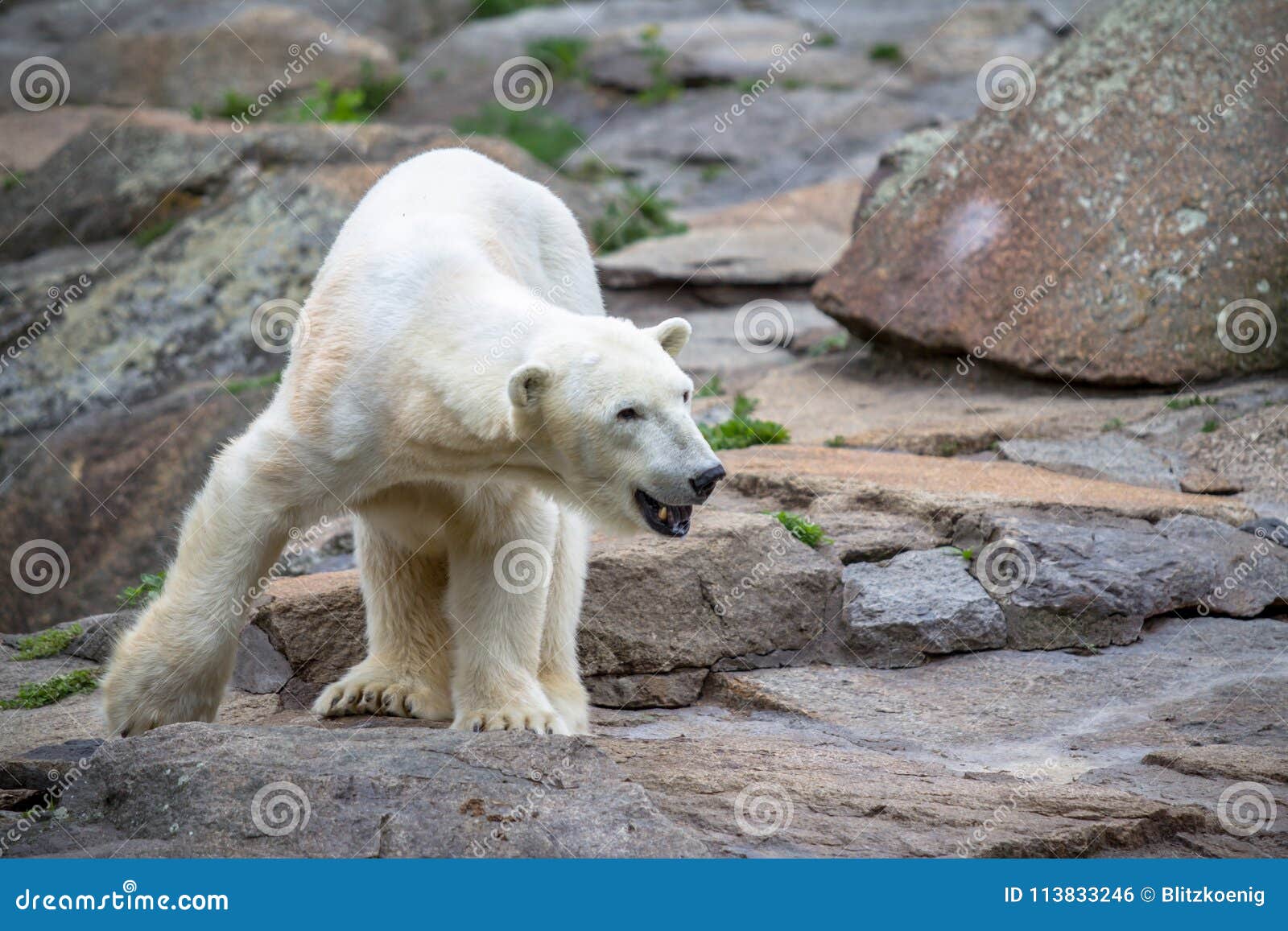 117 mascota Bully osos polares berlín del 2008-09