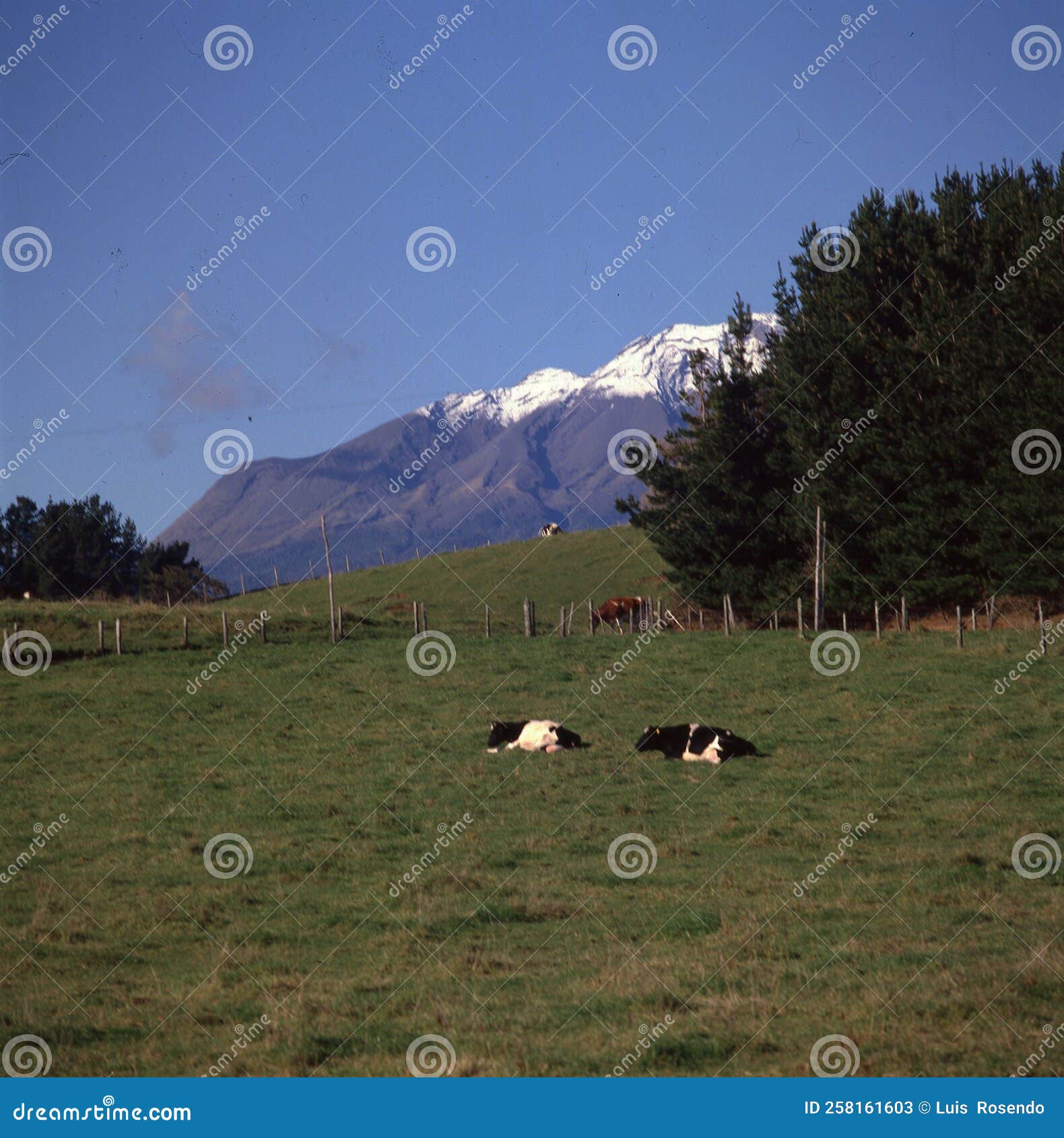 osorno volcano,puntiagudo,region de los lagos,chile viux landscape field with cow